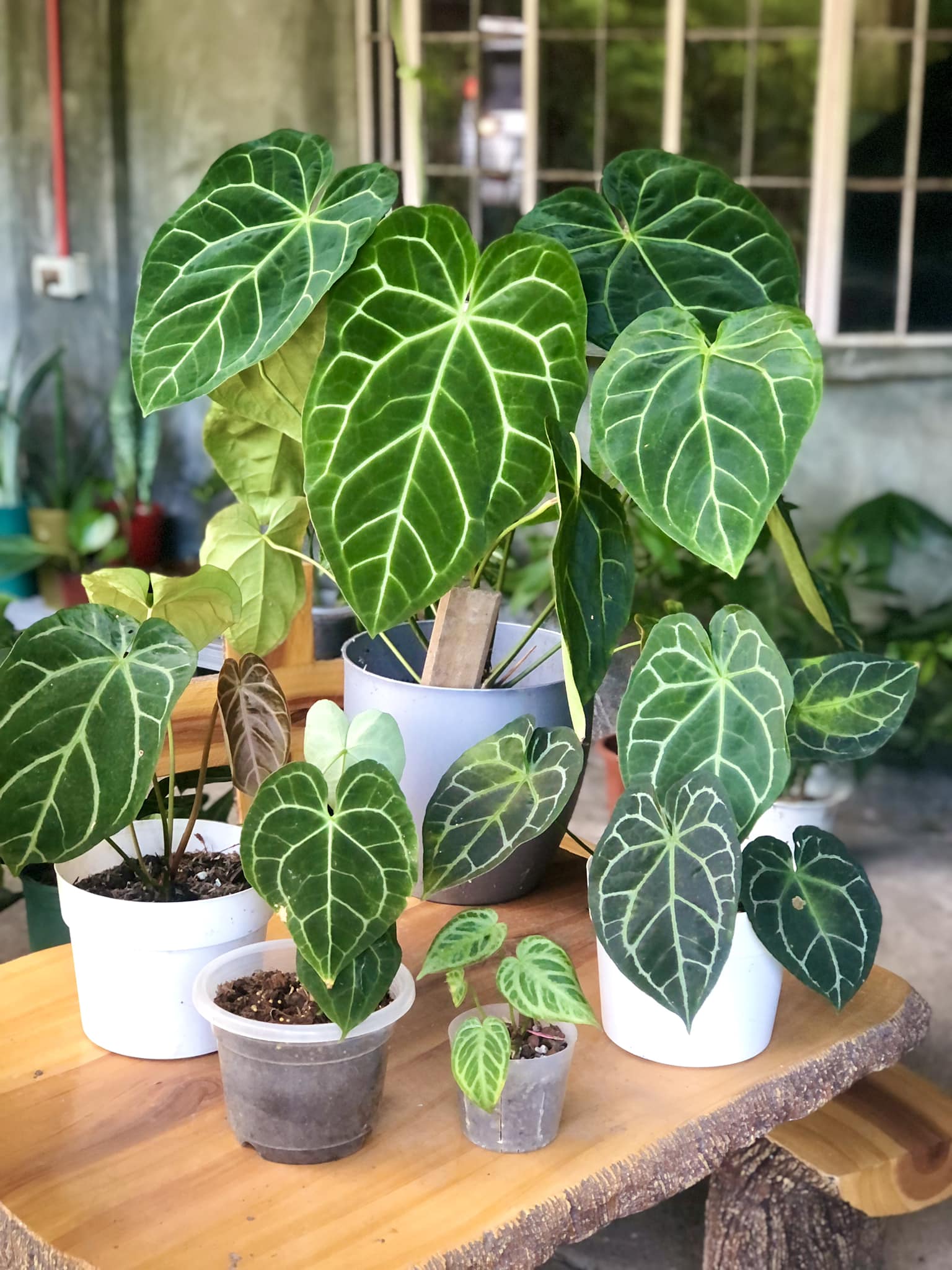 3 TYPES OF ANTHURIUM SHIELD Diamond Shield (SSS) Red dot Shield