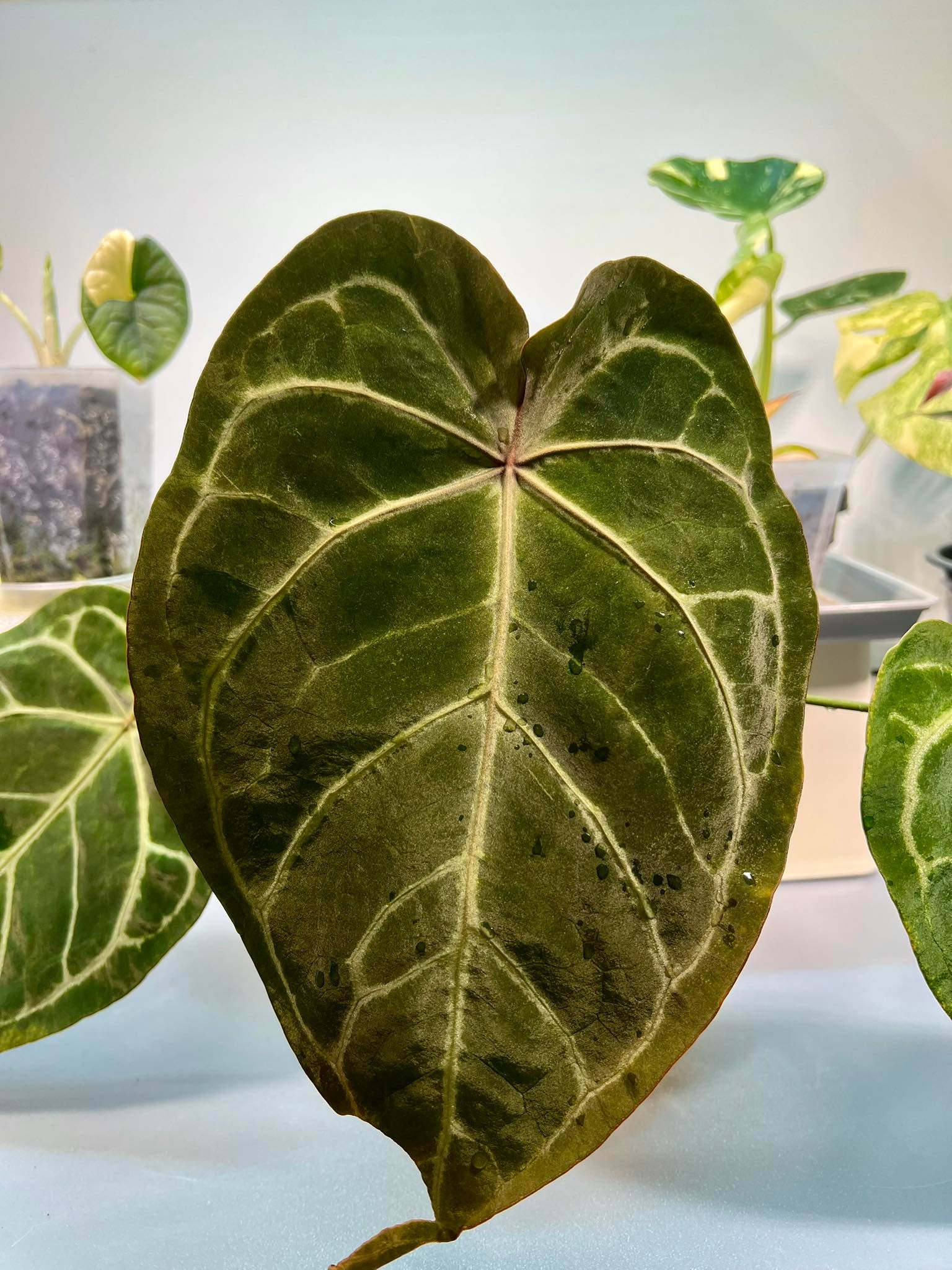 Sold* Anthurium SKG Pink Lemonade hybrid Anthurium (SKG Silver x