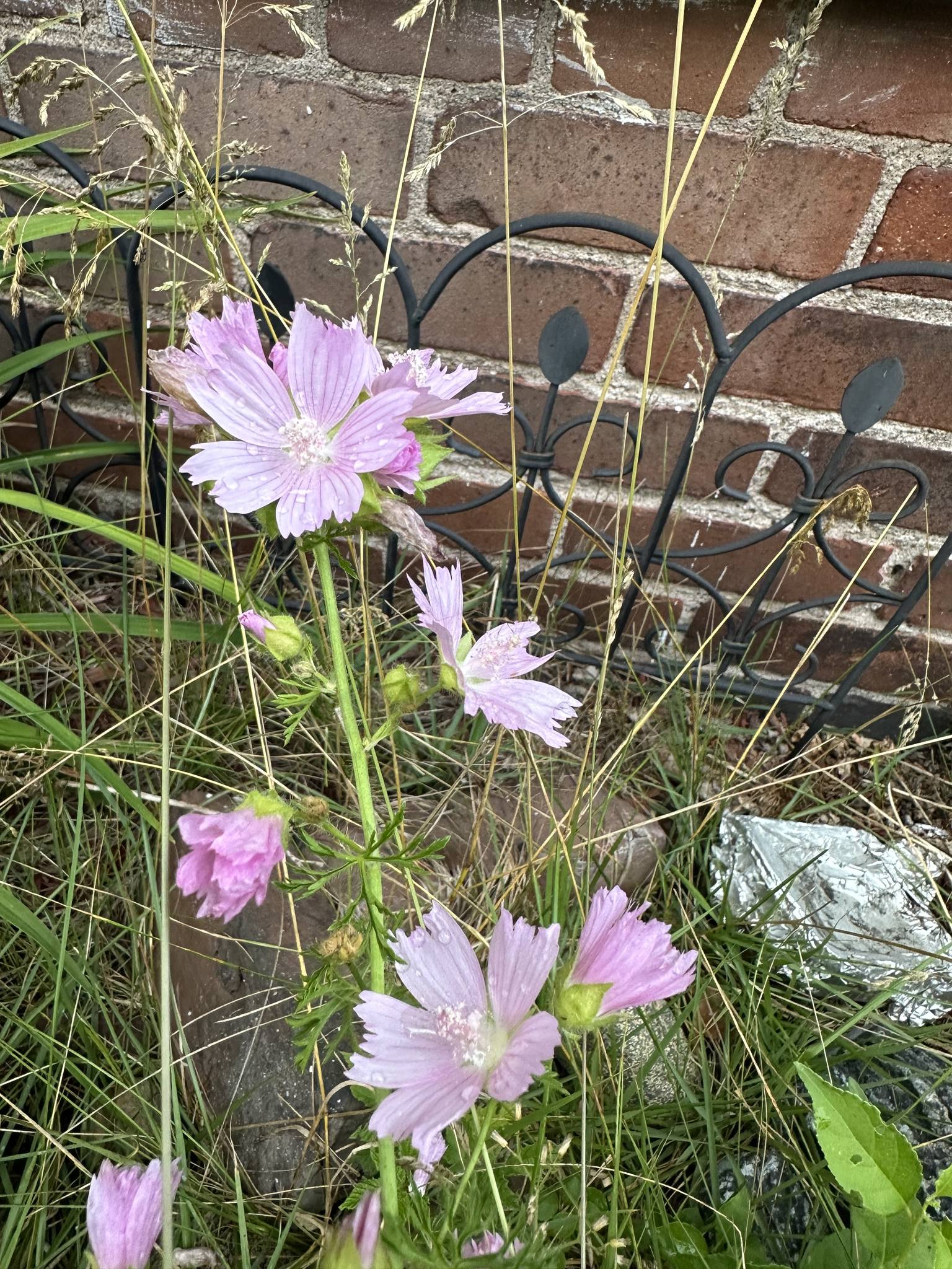 Identifying flowers in Western Massachusetts