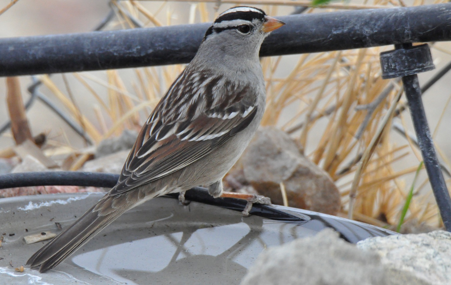What kind of bird has zigzag white stripes on its chest?