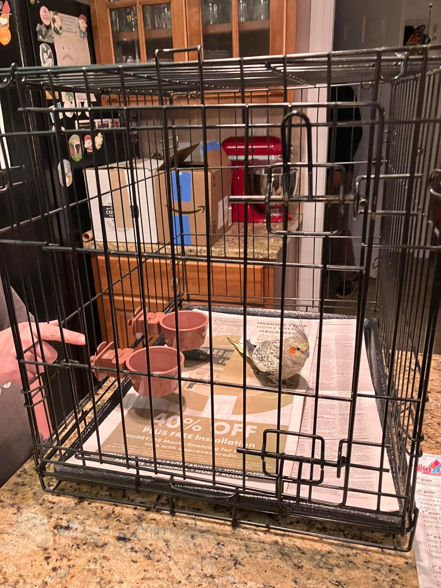 Cockatiel found In Fuquay Varina. Currently in a foster home