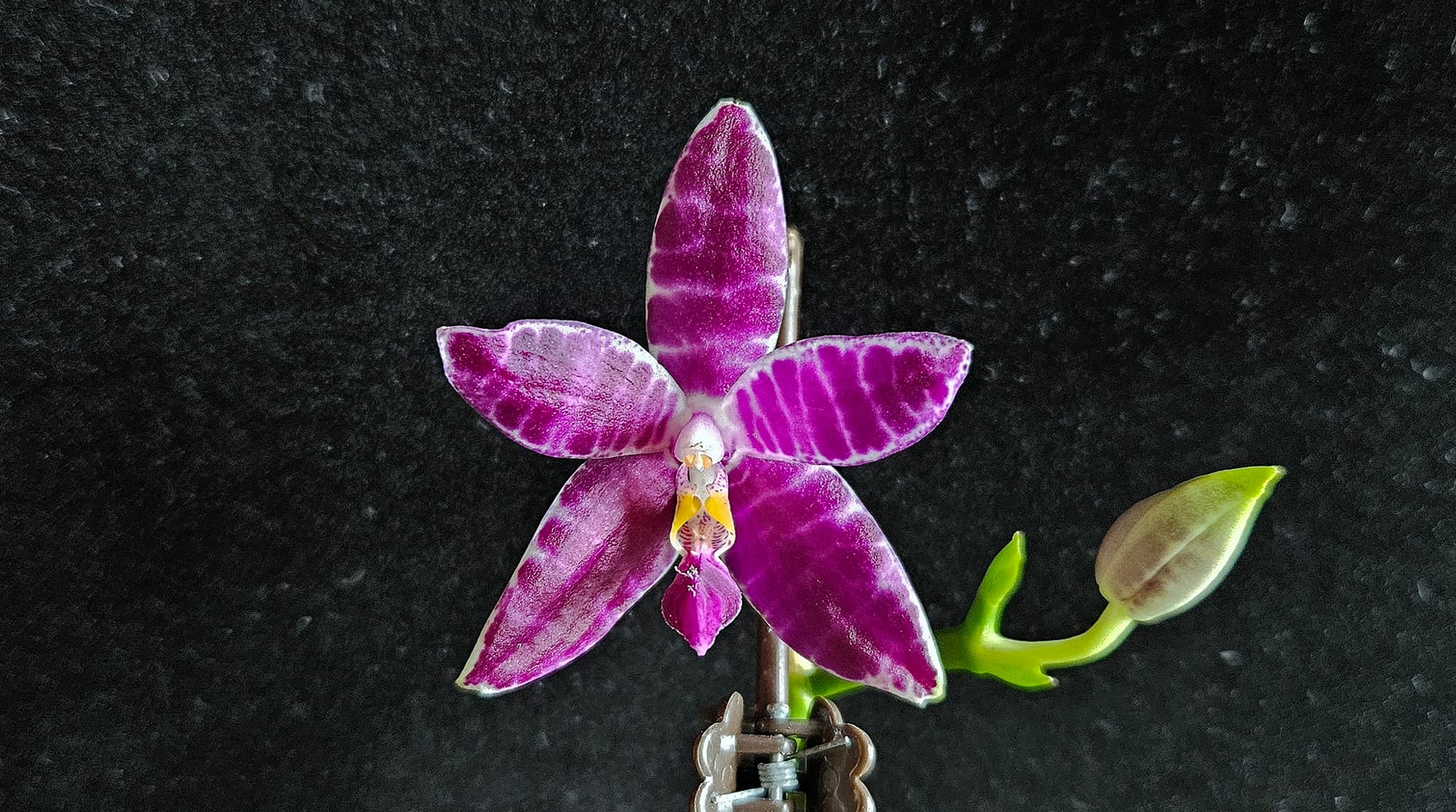 Phal. Jamboree Blossom x Phal. Lioulin Blue Parrot