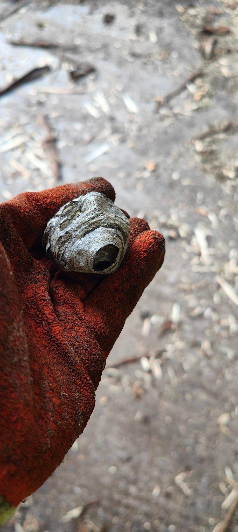 What made this miniature wasps nest? It was unoccupied, discovered