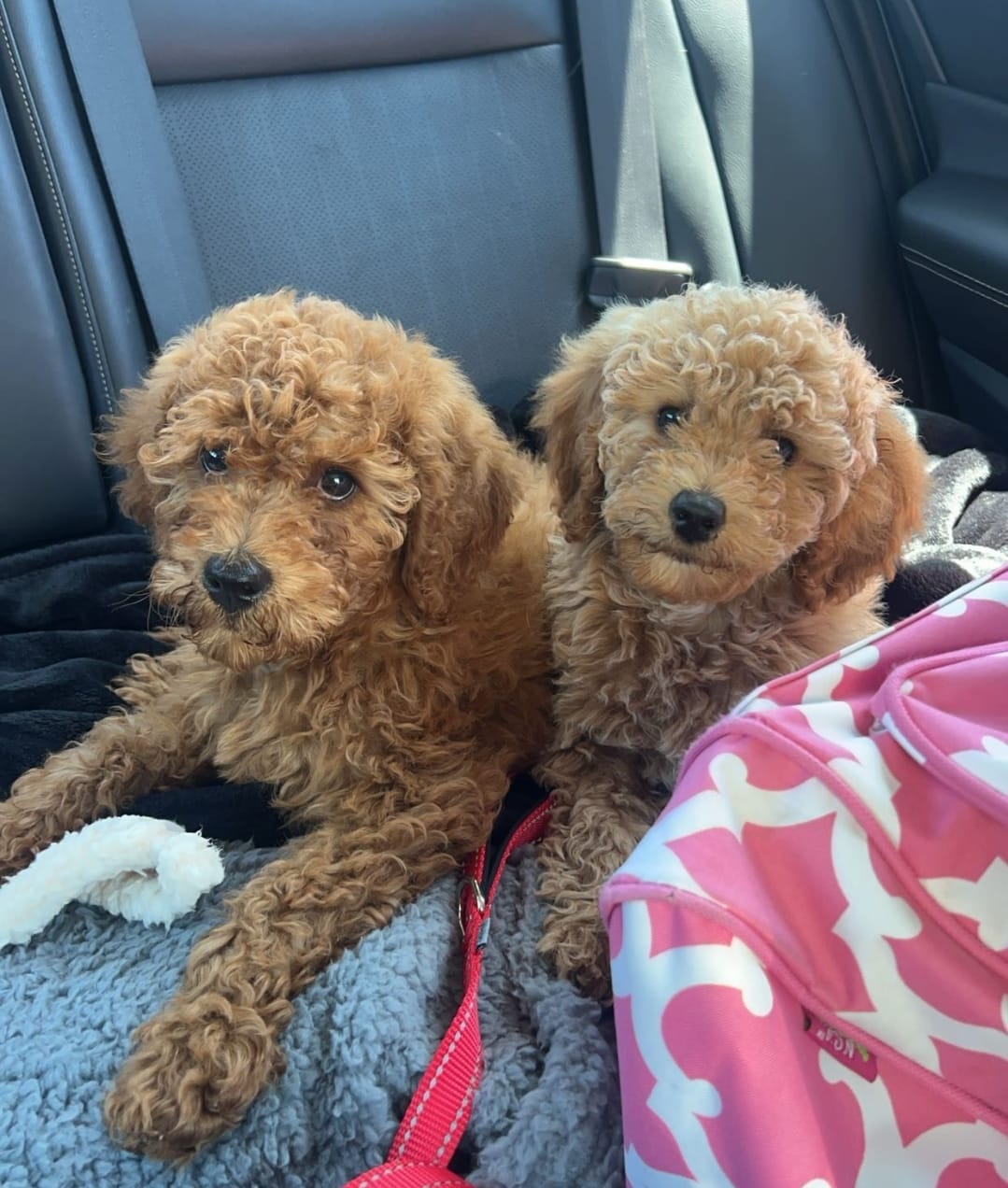 New cuties just arrived❤️❤️❤️