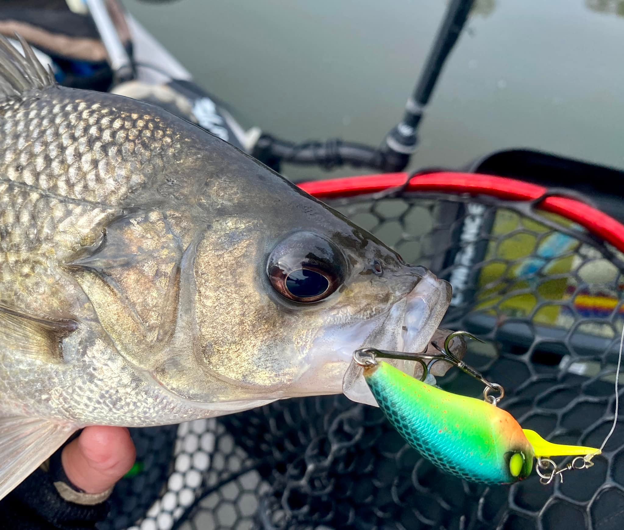 2 ott pen rod fishing reel PENN 6'6