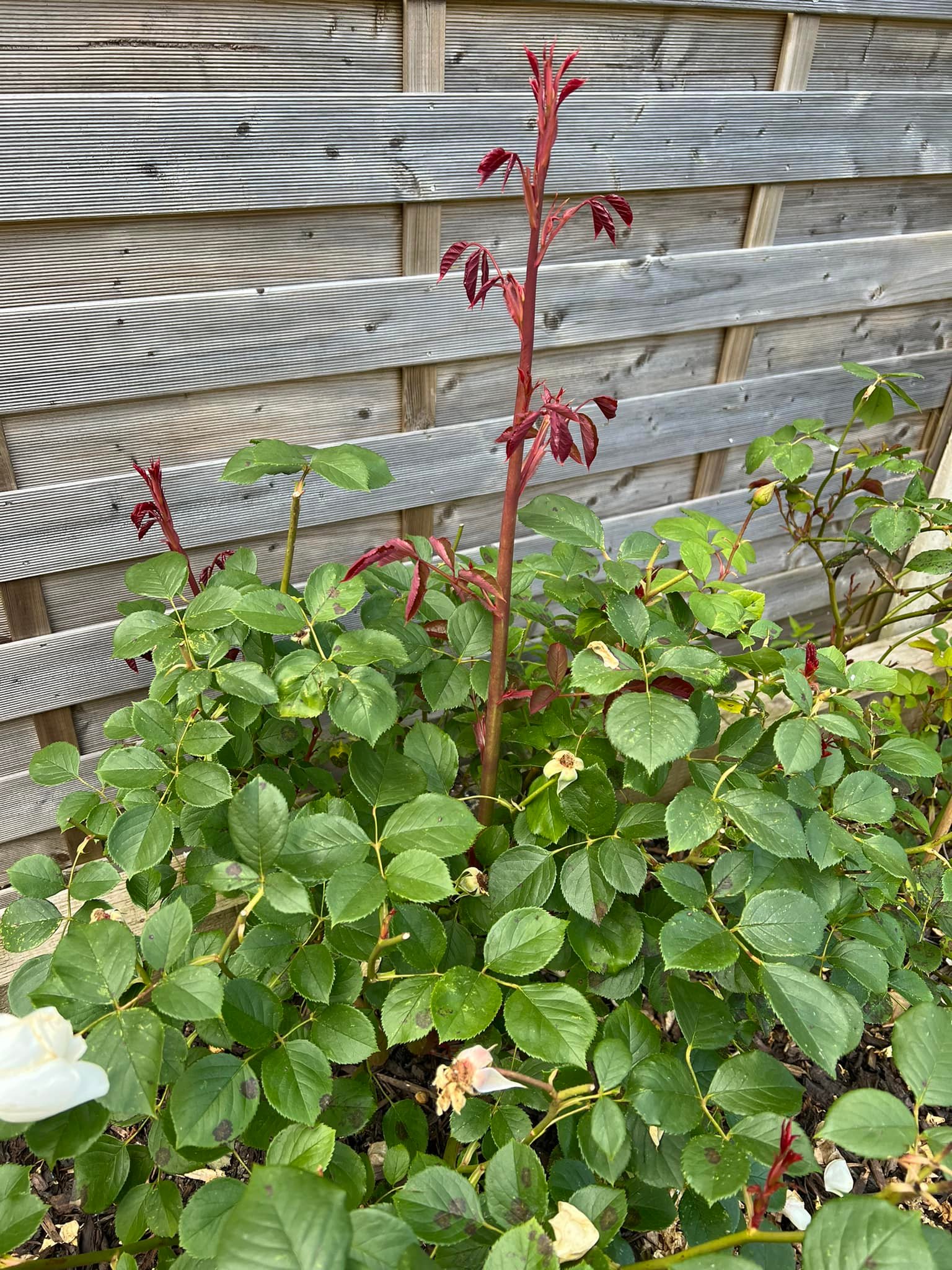 Help! What's happening to this? It's a Desdemona rose, I think