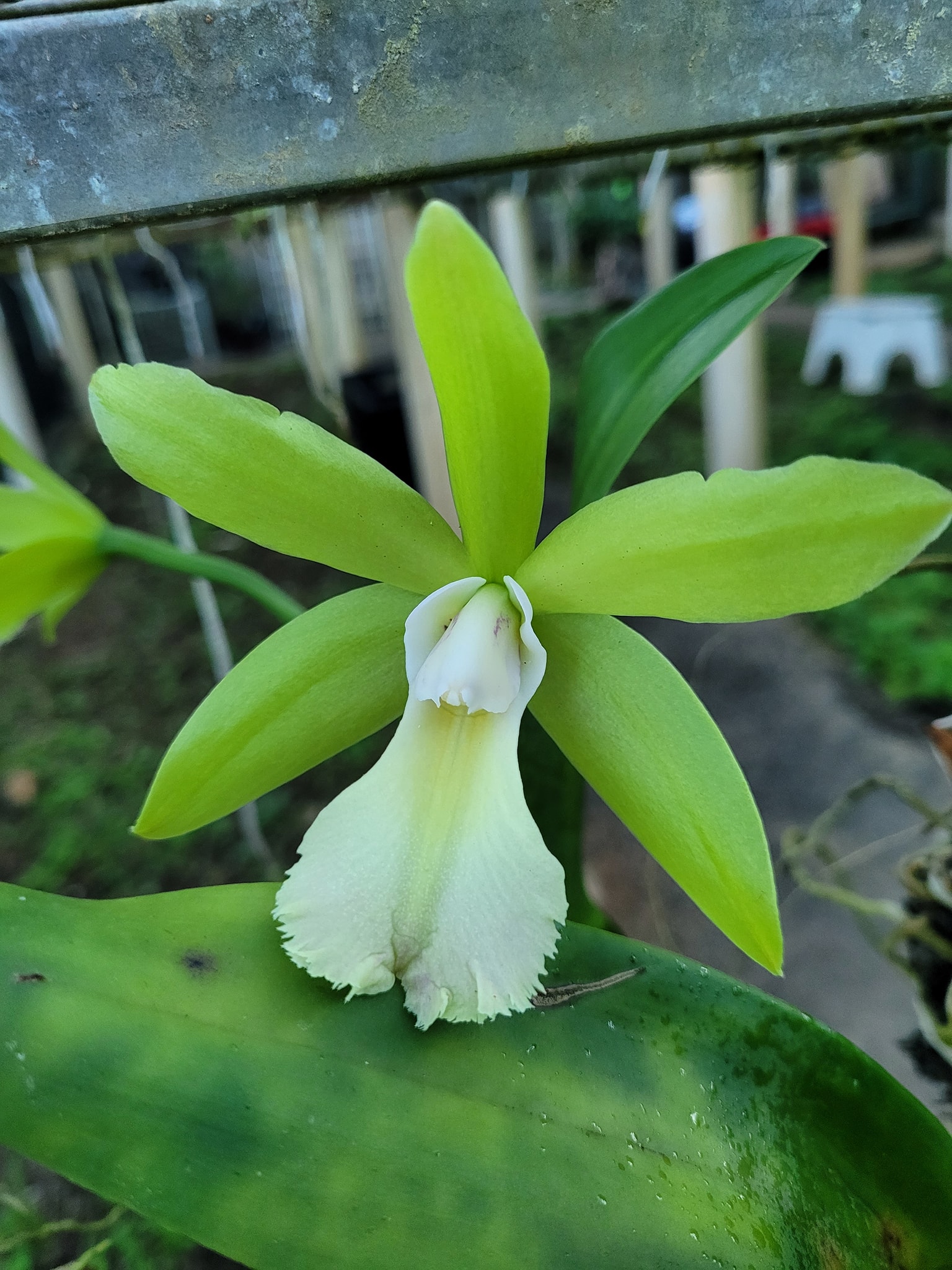 Rhynchobrassoleya Suwan Green orchid features