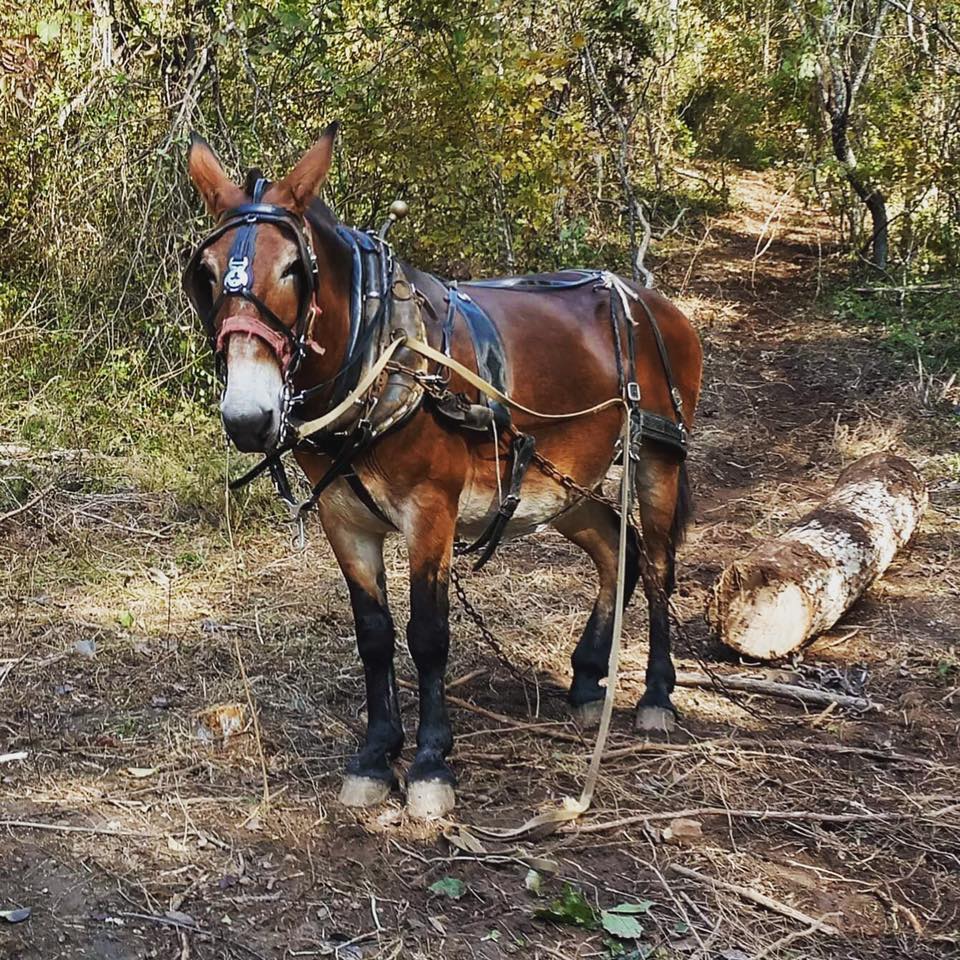 On Saturday we will have a mule... - Museum of Appalachia | Facebook