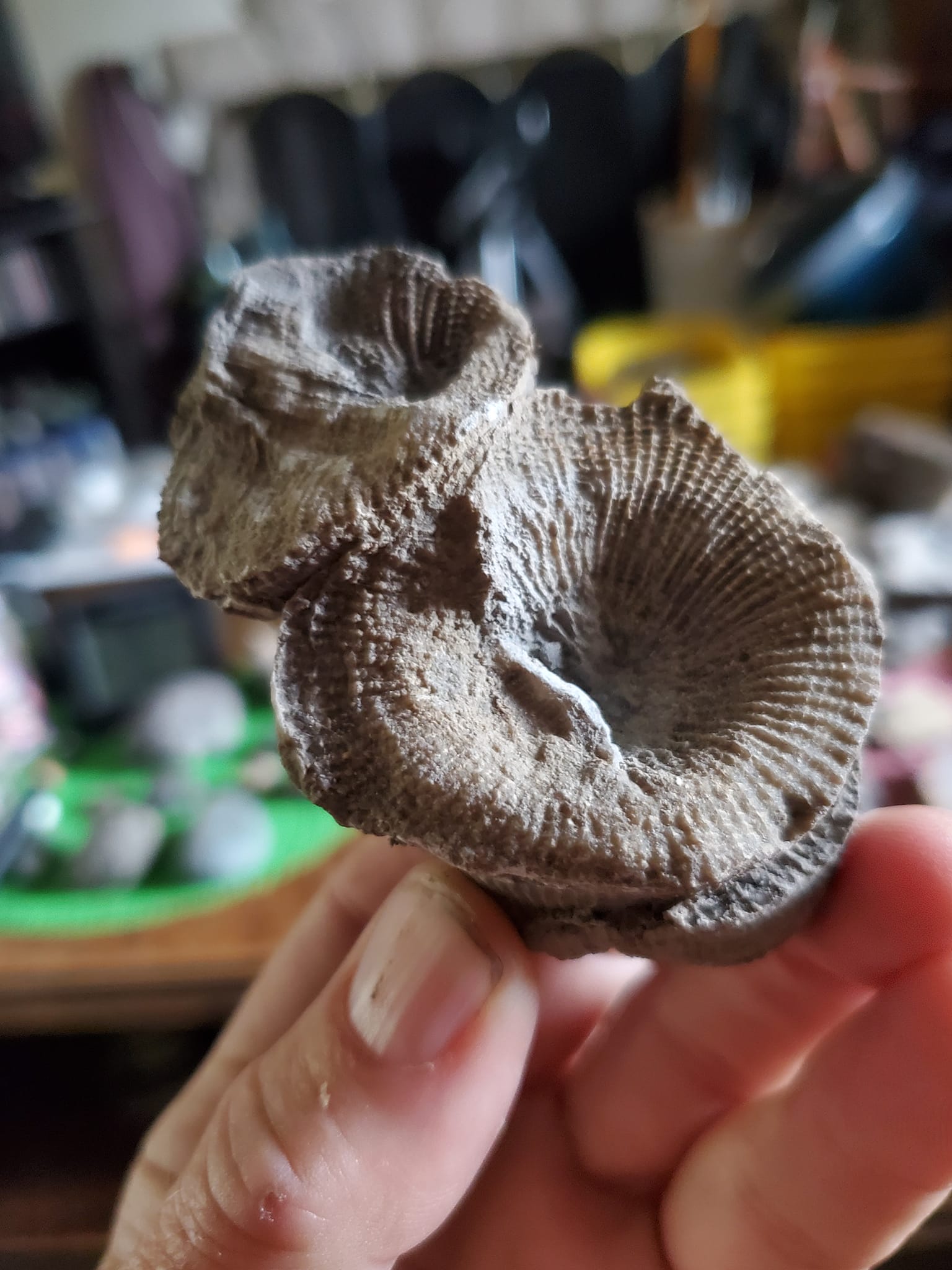 Hexagonaria fossils at Rockport Quarry in Alpena, Michigan