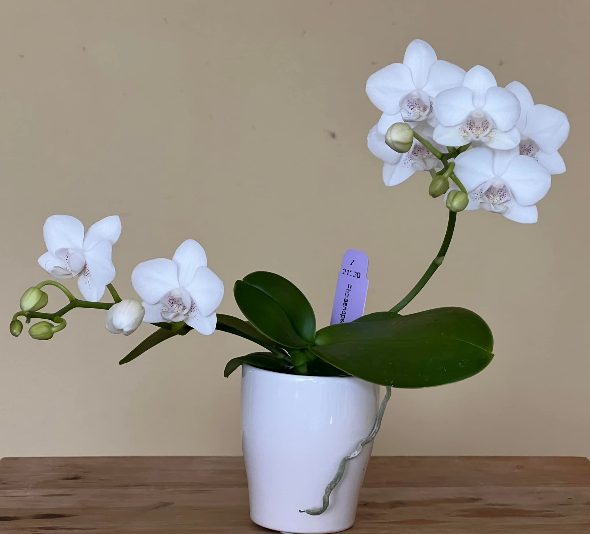Phalaenopsis Timothy Christopher, a miniature orchid hybrid with 1
