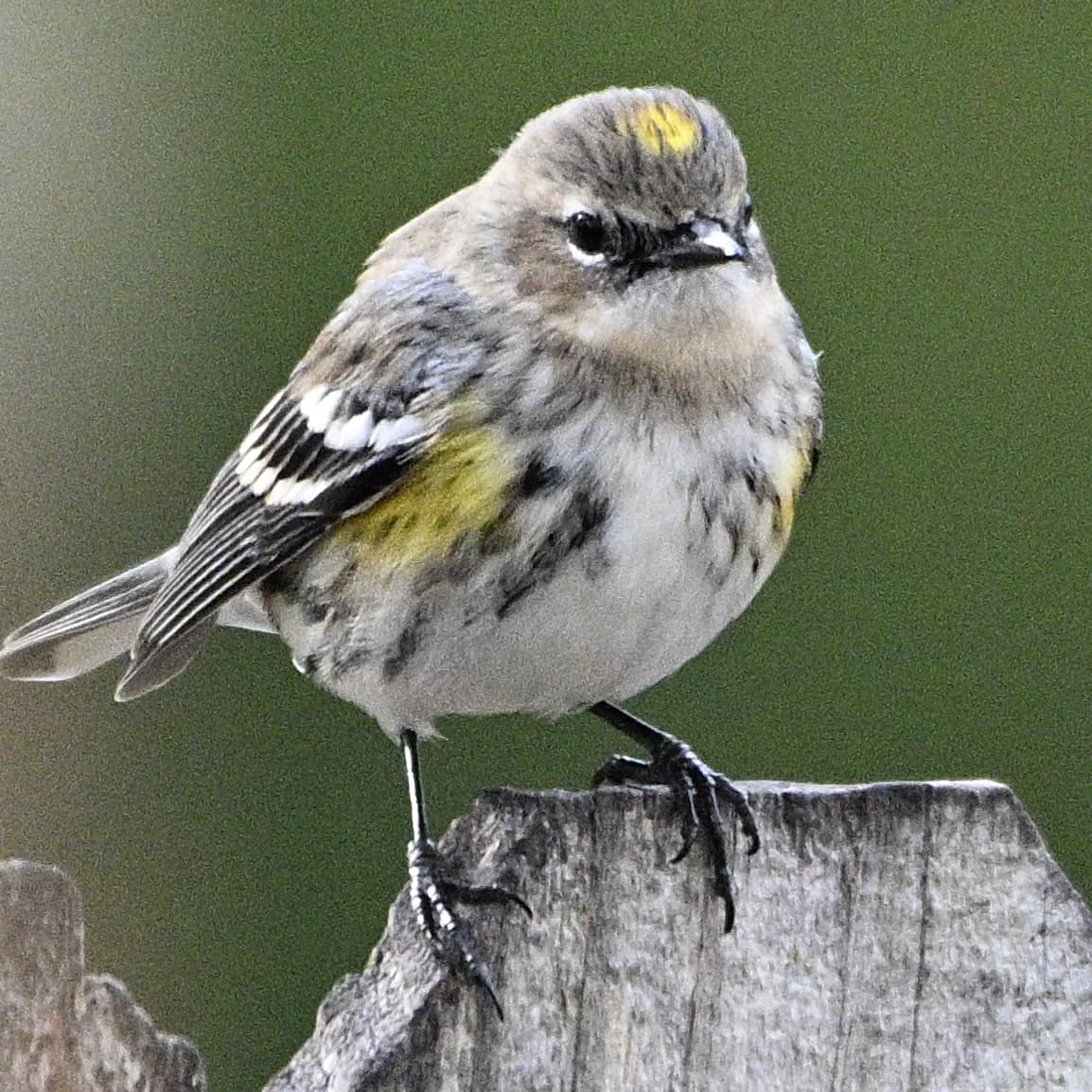 Florida Birders & Nature Photography | 𝗬𝗘𝗟𝗟𝗢𝗪-𝗥𝗨𝗠𝗣𝗘𝗗 𝙈𝙔𝙍𝙏𝙇𝙀 𝗪𝗔𝗥𝗕𝗟𝗘𝗥 ...