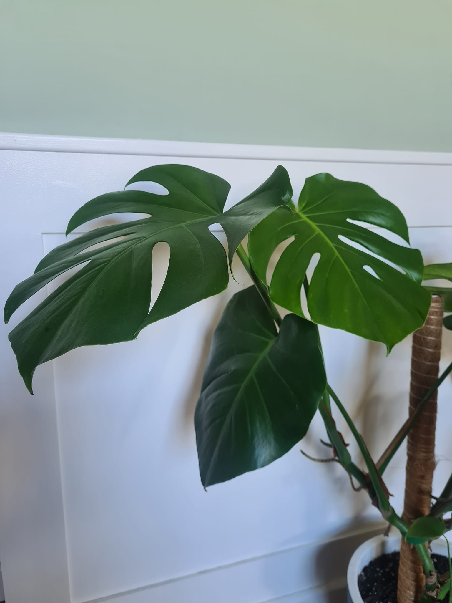 prince of orange philodendron for sale Philodendron 'Prince of Orange'