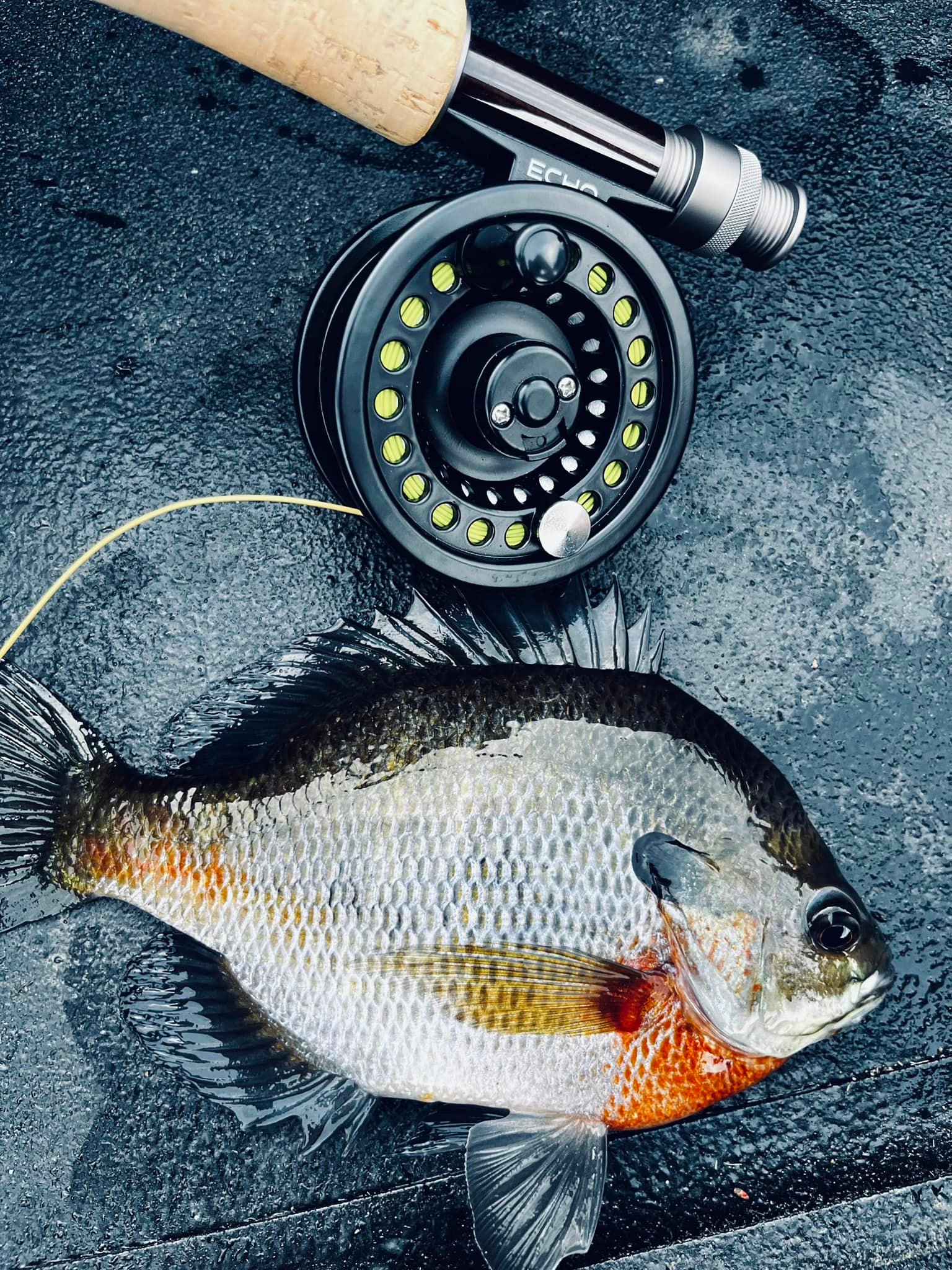 2wt fly rod fish Thomas & Thomas Contact 102 (2102-4) Fishing making it ideal for dry fly fishing on technical waters Catch and release of red