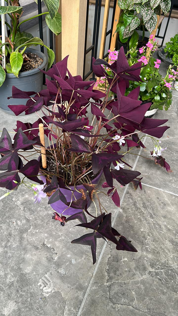 7 Bulbes Oxalis Triangularis – Trèfle Violet Pourpre, Plante D'Intérieur Facile Et Décorative