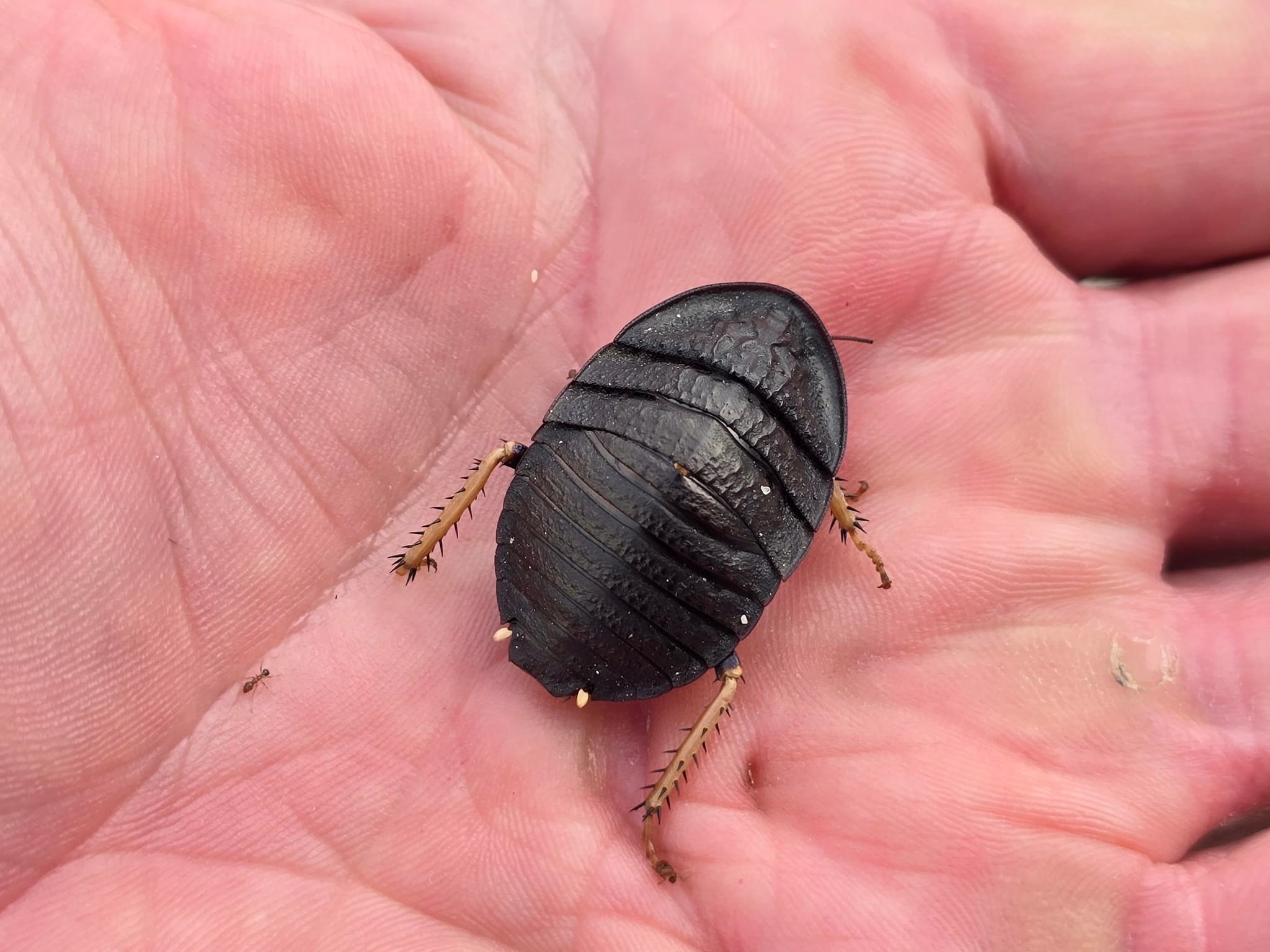 Species of the Week – Mitchell's Diurnal Cockroach (Polyzosteria