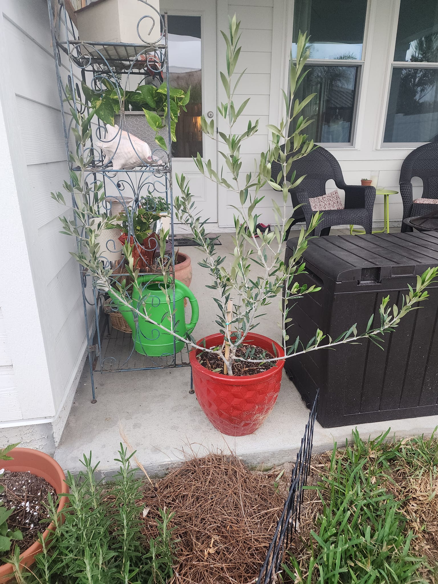 Olive tree! Couldn't resist this one at Trader Joes.any helpful
