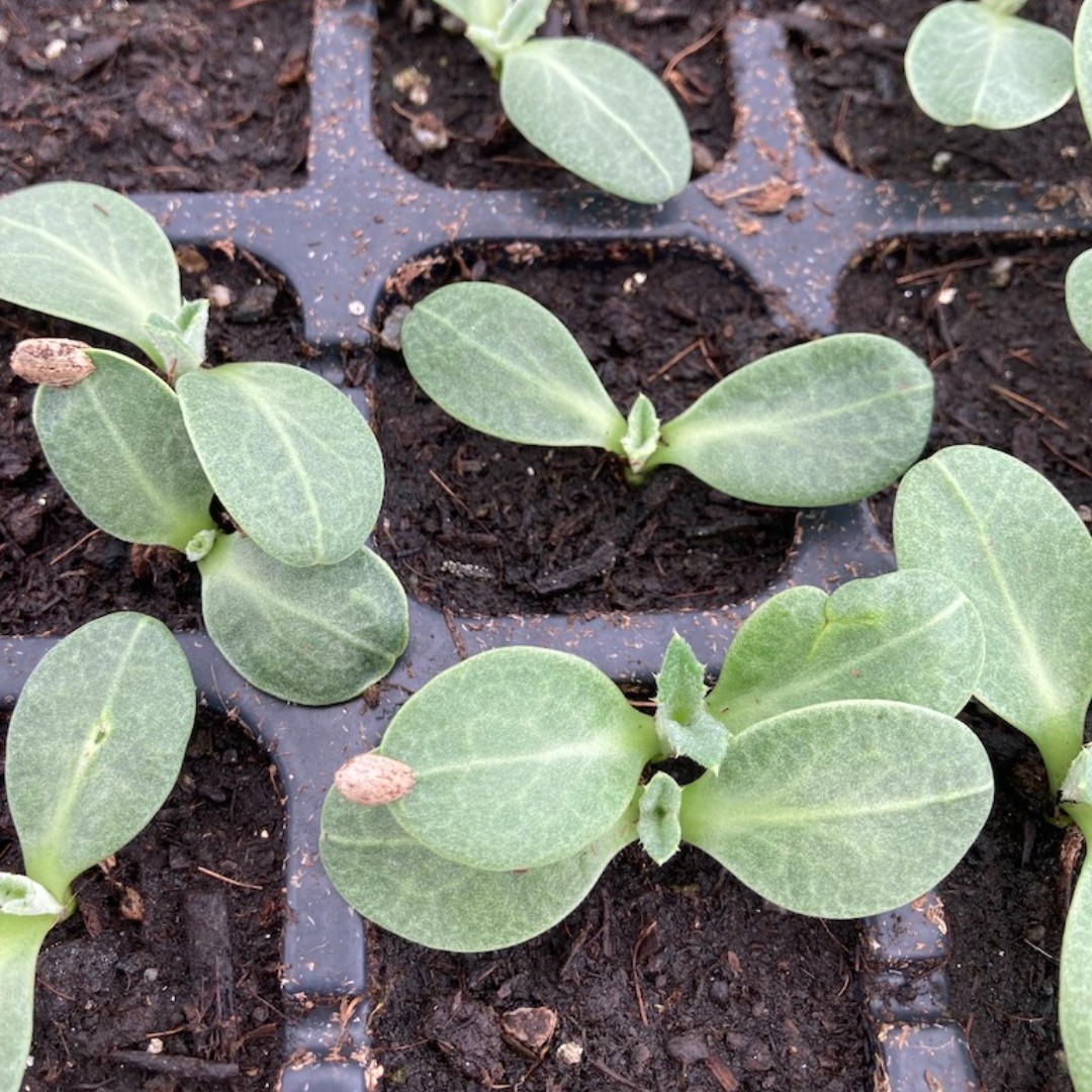 Maine - Find Local, Organic Seedlings with MOFGA’s Seedling Map! In our ...