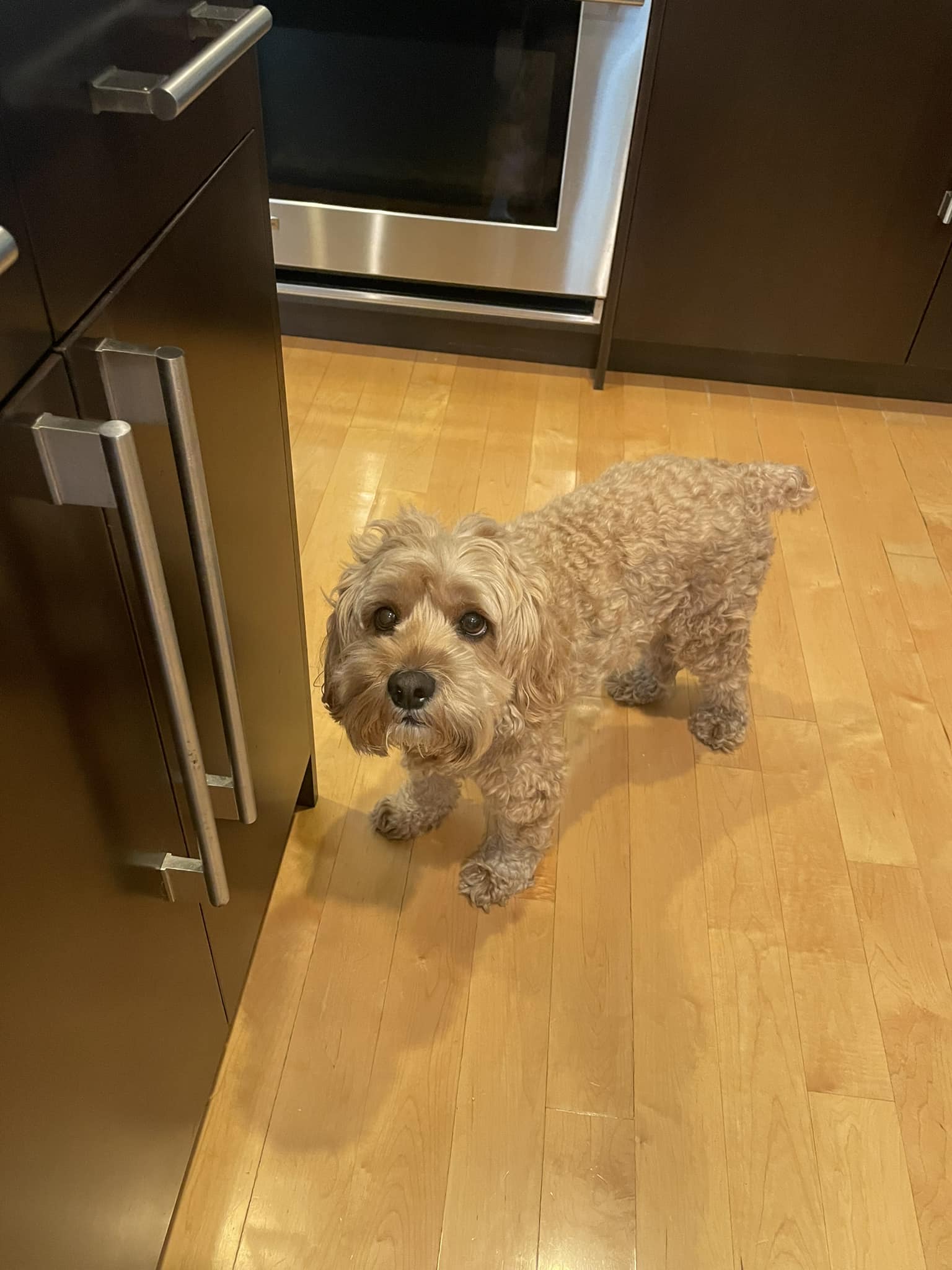 Cockapoo Owners | Our furboy’s now 4 and has been on chicken all his ...