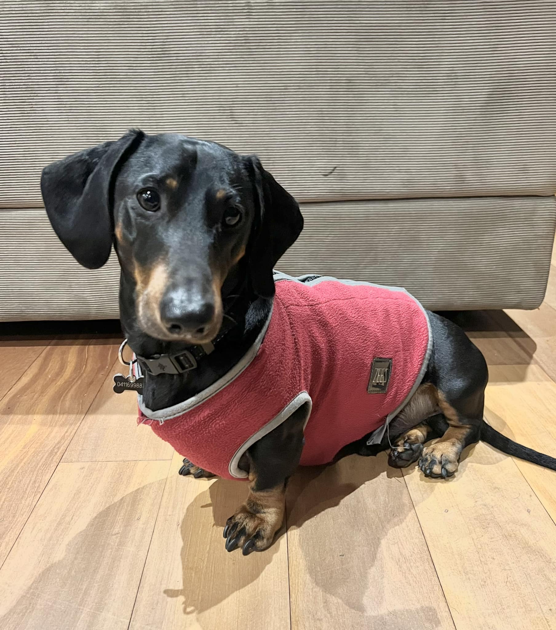 Chaussettes "Dachshund" (Teckel) - Marque For Bare Feet - Taille M Femme - Neuf Avec étiquettes