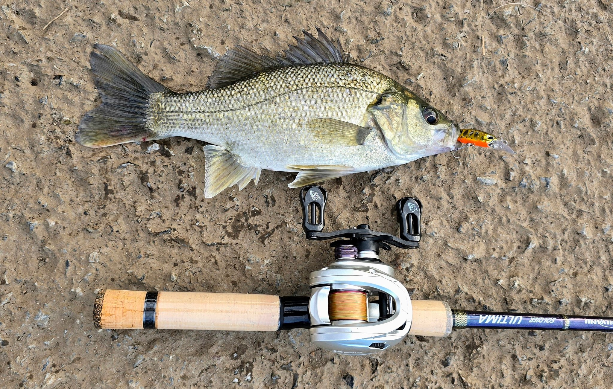 fisher and martin lure Panther Bass & Trout Annihilators 6 Pack Inline Spinners – Tackle World Shimano Tranx 401HG Baitcasting Smackdown Flash Green Great for catching Bass Size:#1 25ct