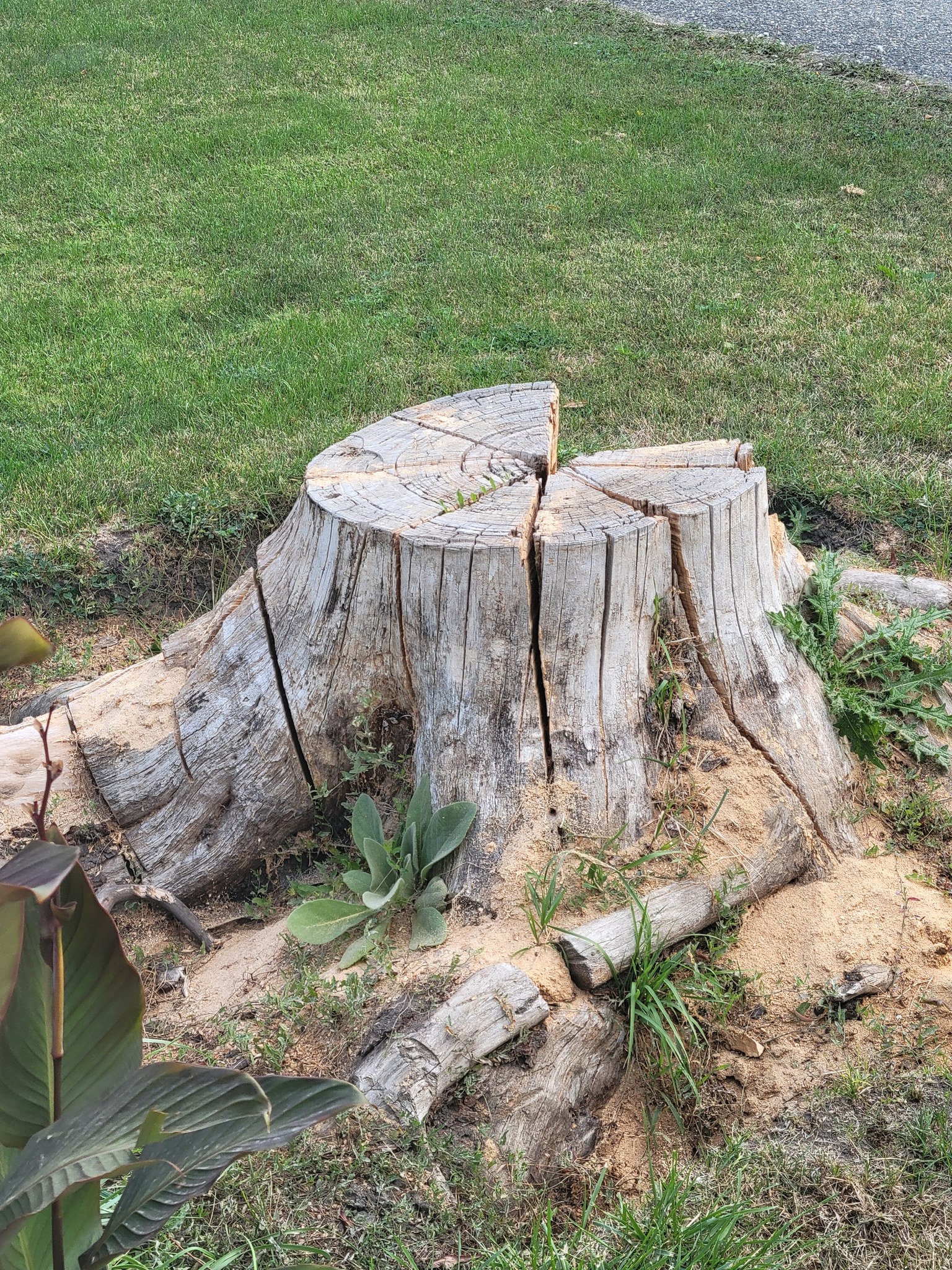 Vernon Rant and Rave | Rave to Habitat Tree Service | Facebook