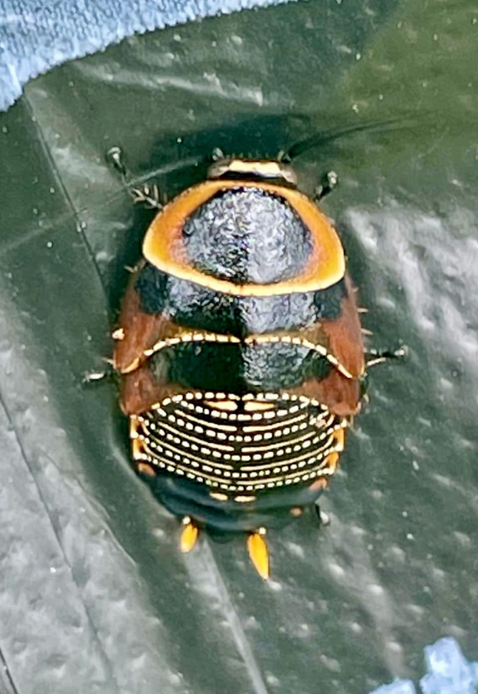 Species of the Week – Mitchell's Diurnal Cockroach (Polyzosteria