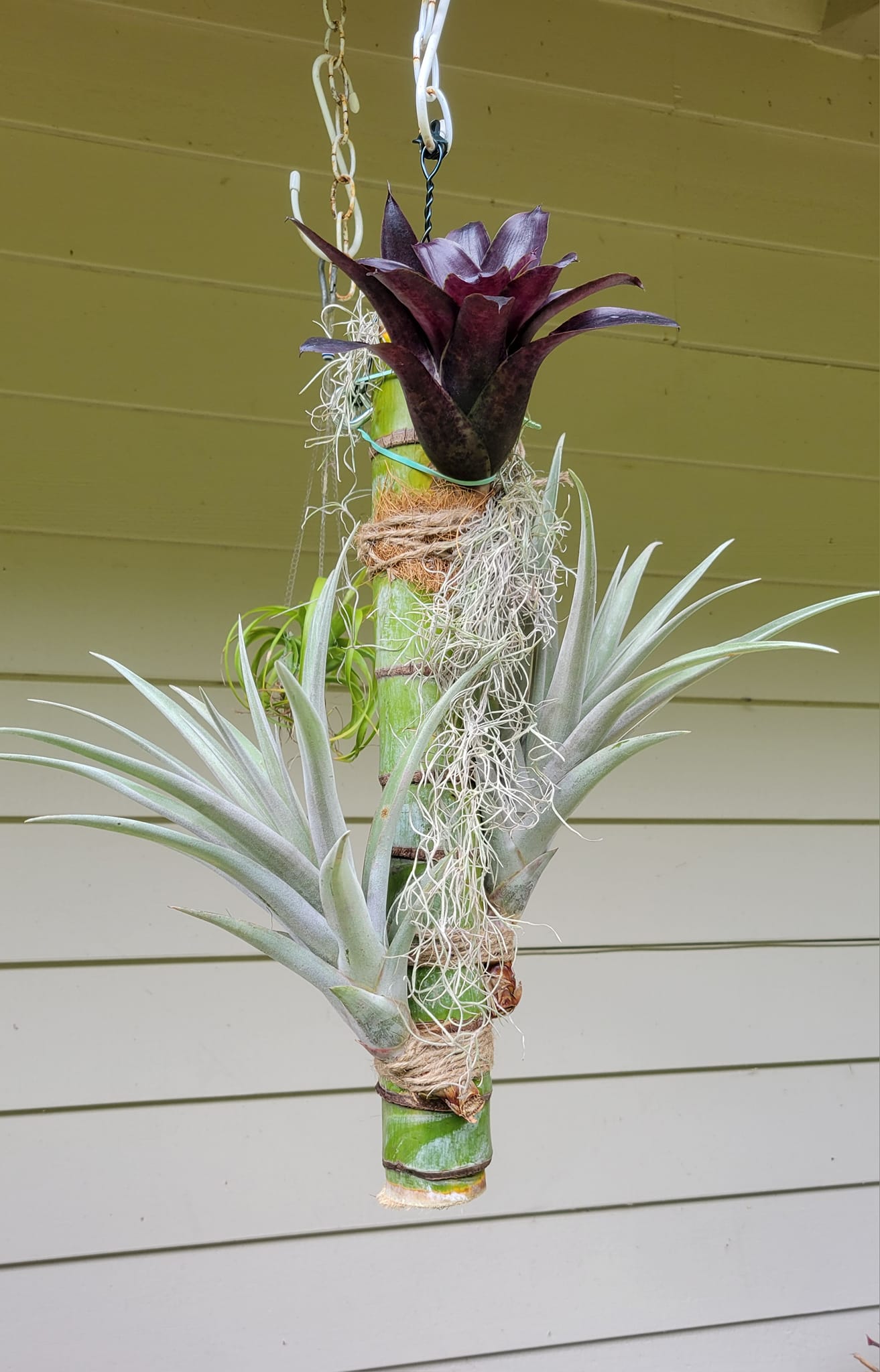Neo. Pesadilla bromeliad by Lisa Vinzant