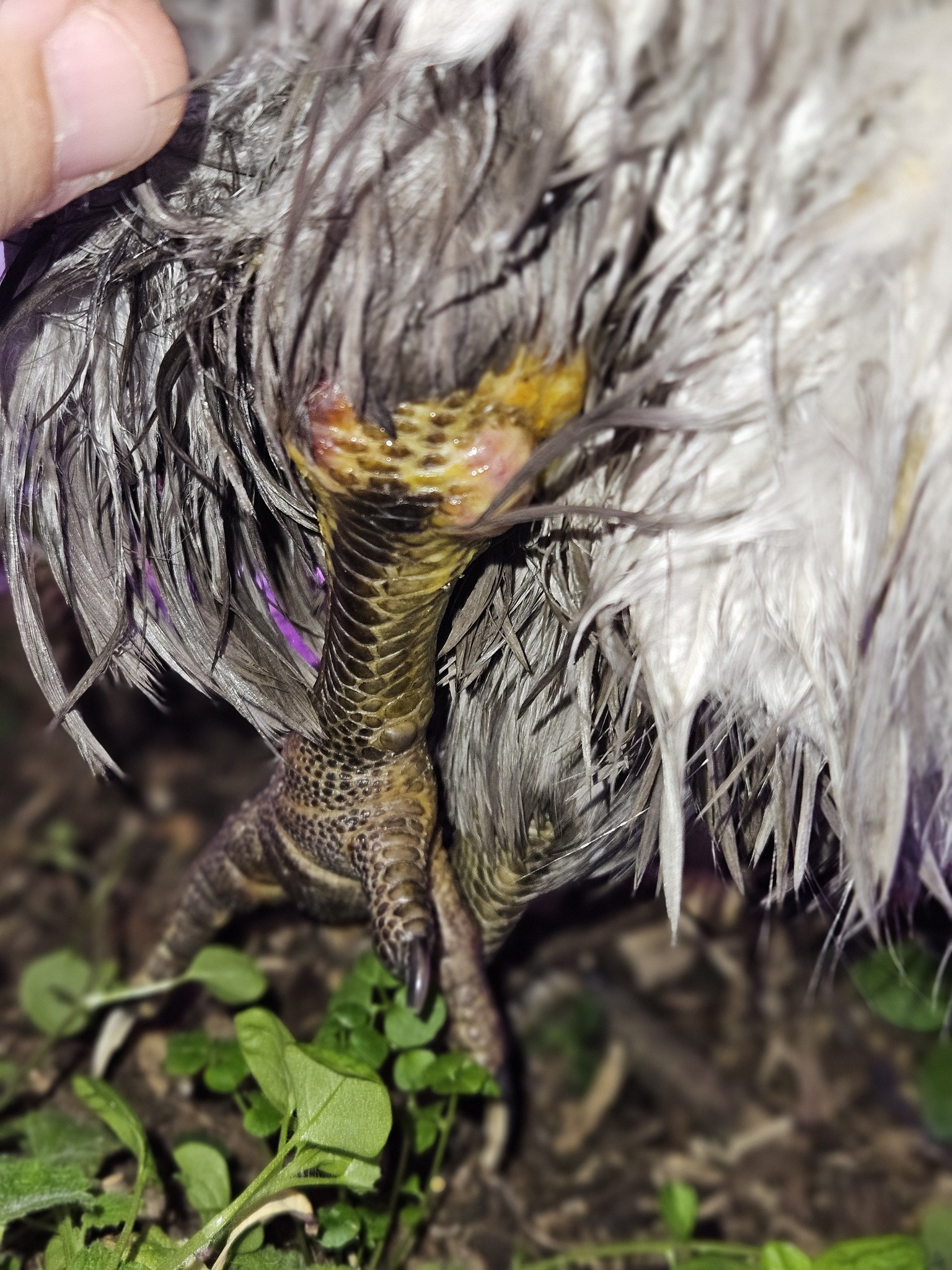 Australian Poultry by Backyard Poultry | Hi ️ 🐔 Trust, | Facebook