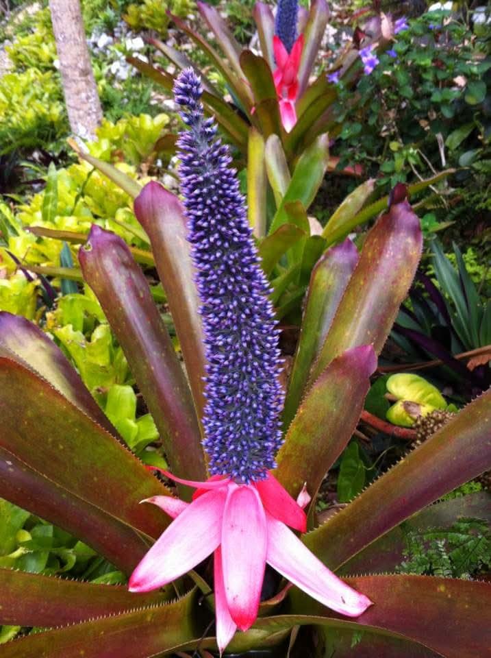 Wittmackia distans bromeliad native to western Jamaica