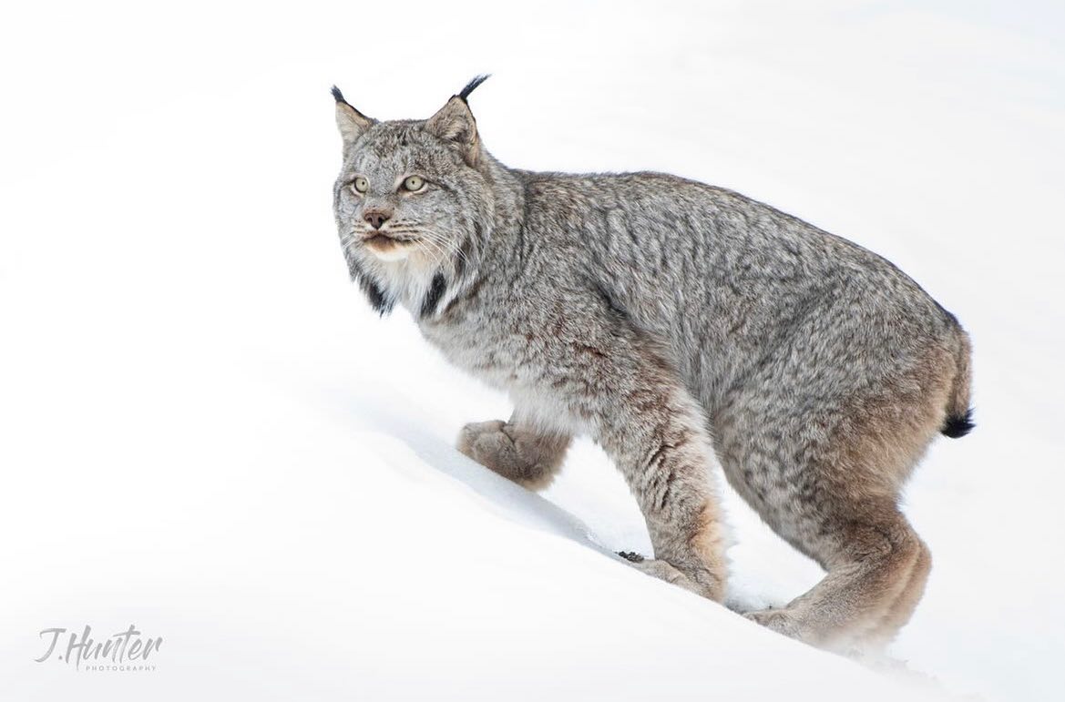 ️ Wow! Beautiful lynx!... - Travel Guide Book | Facebook