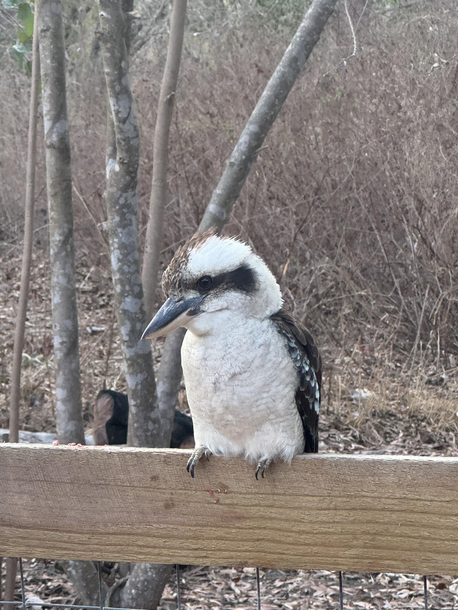Native Birds in Australia | This little fella is so quiet | Facebook