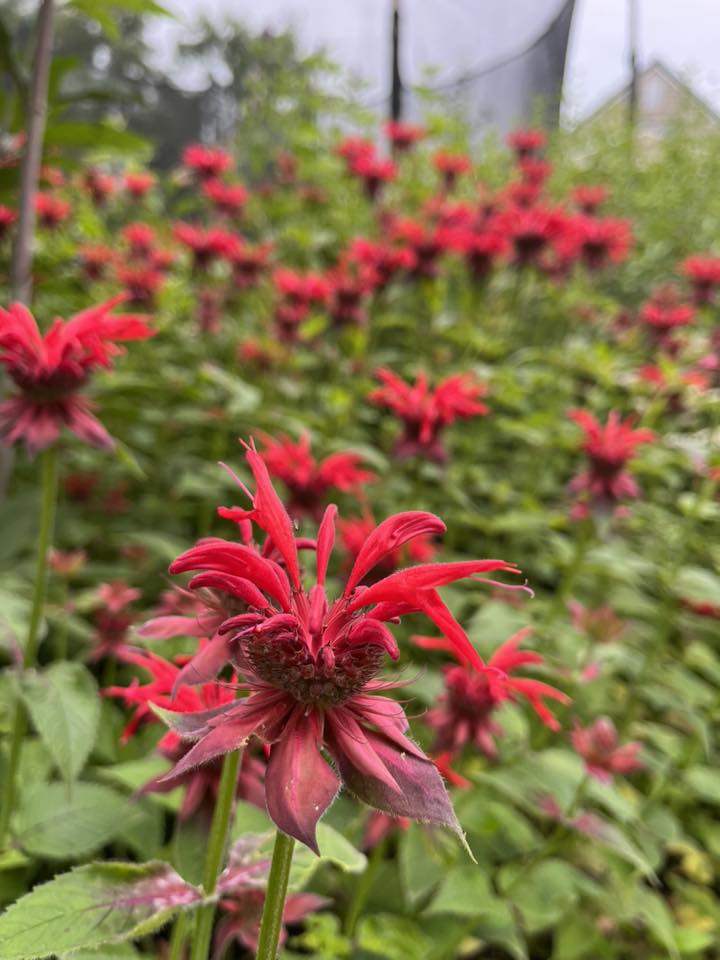 Fox Chapel Native Plant Lovers Unite! | HELP my yard is over run with ...