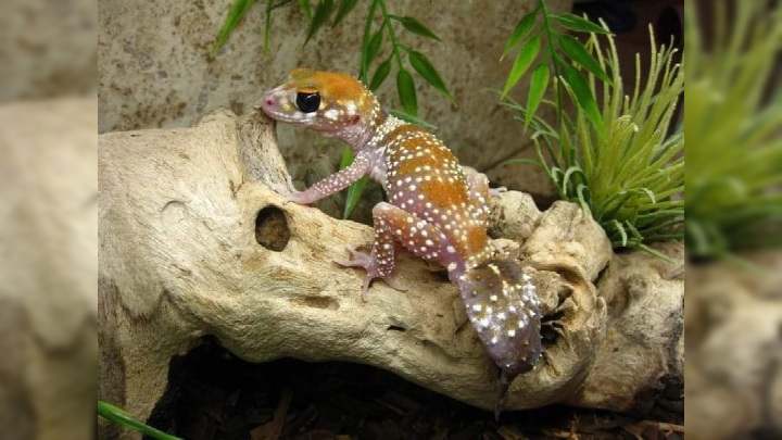 Golden Gate Geckos