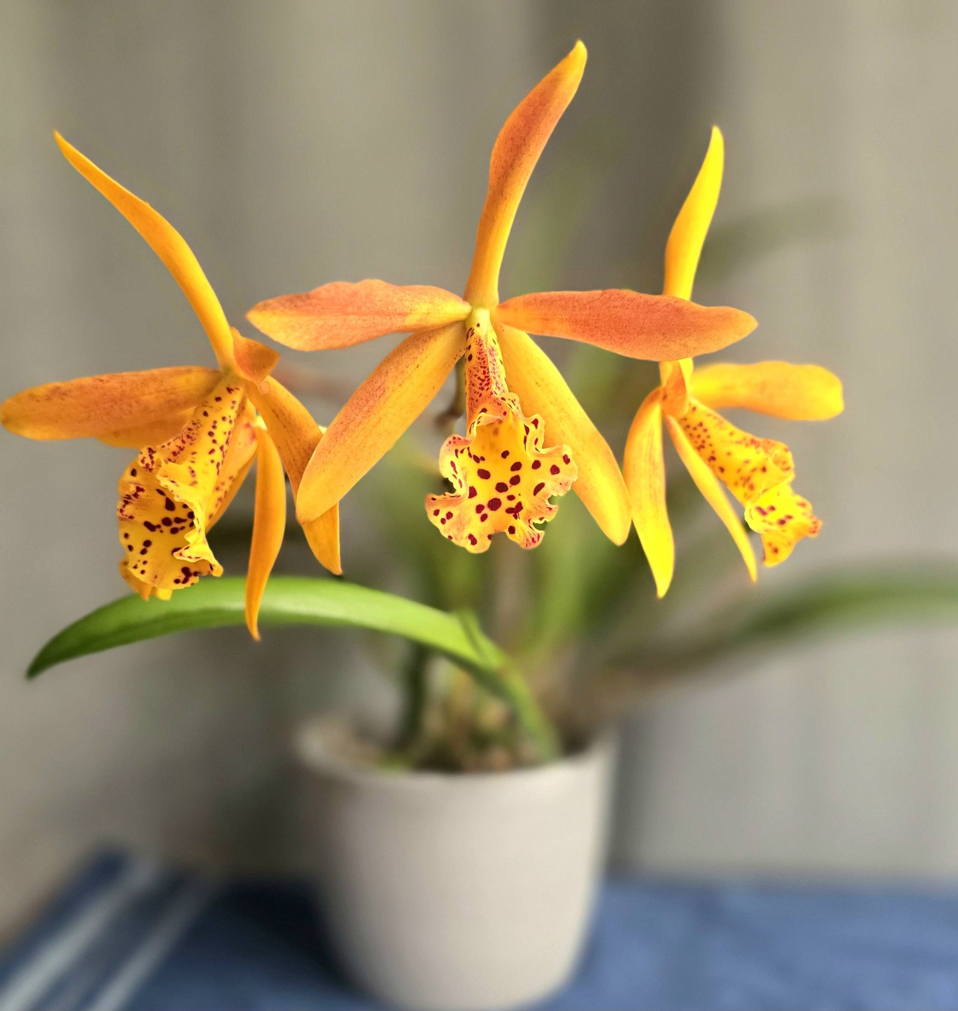 Bl.Richard Mueller x C.dowiana v.aurea 'Pauwela' orchid review