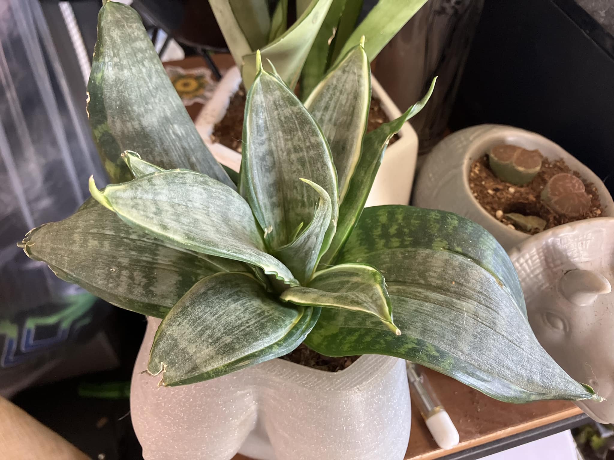 What is a good book title for ID of sansevieria varieties?