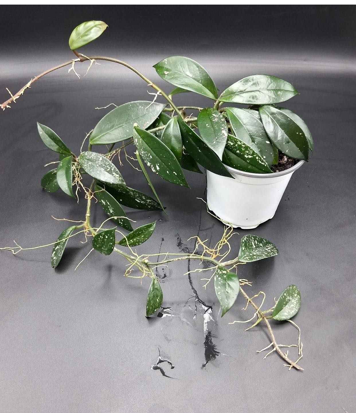 Carnosa freckled splash houseplant review