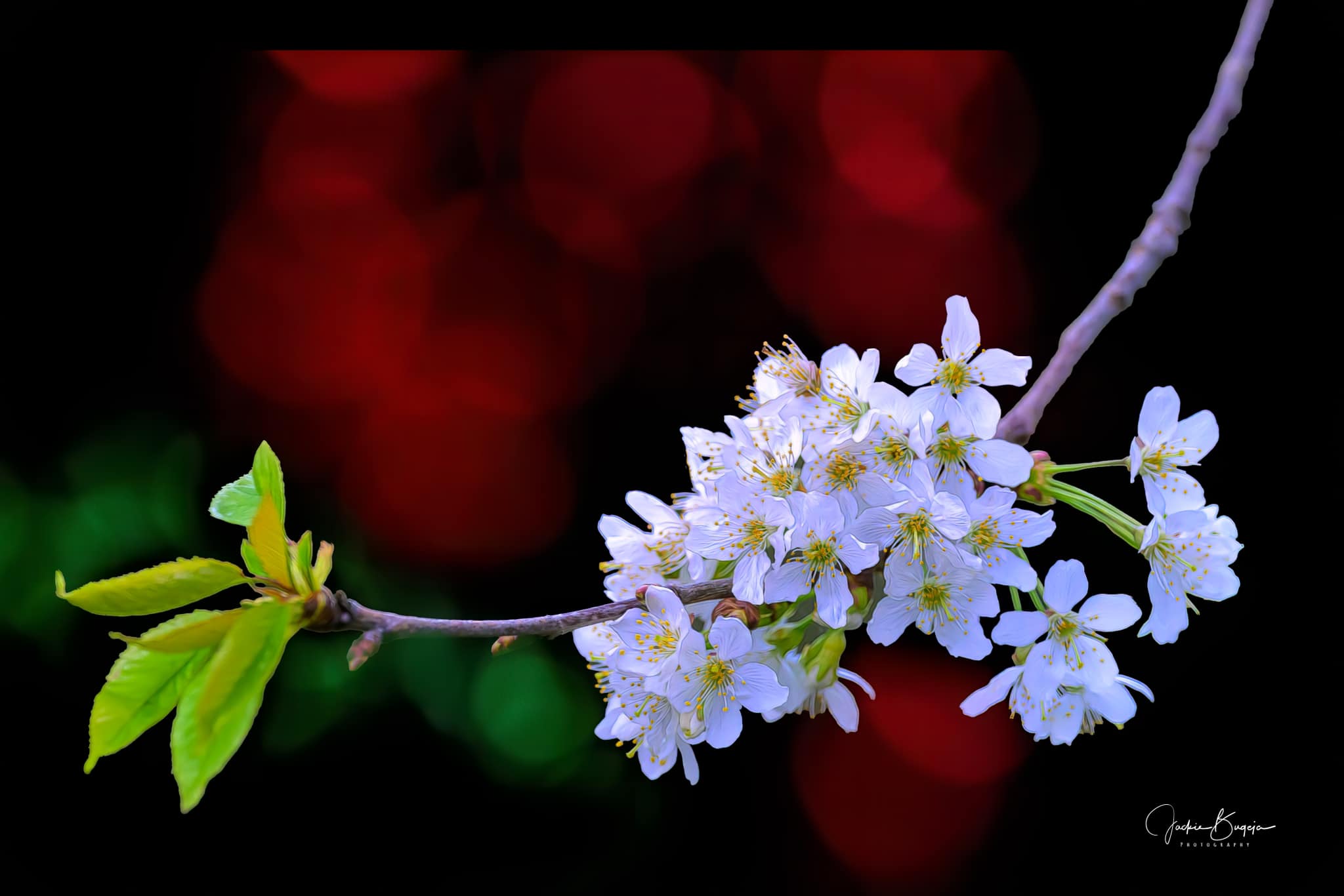 Nikon Z series autumn cherry blossoms with Nikkor Z100-400mm lens