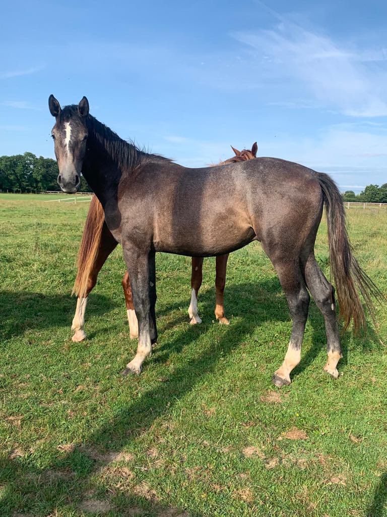 🌟Cartesio Z🌟 ( Cicero Z x Acorado x Corrado I ) 💥For Sale