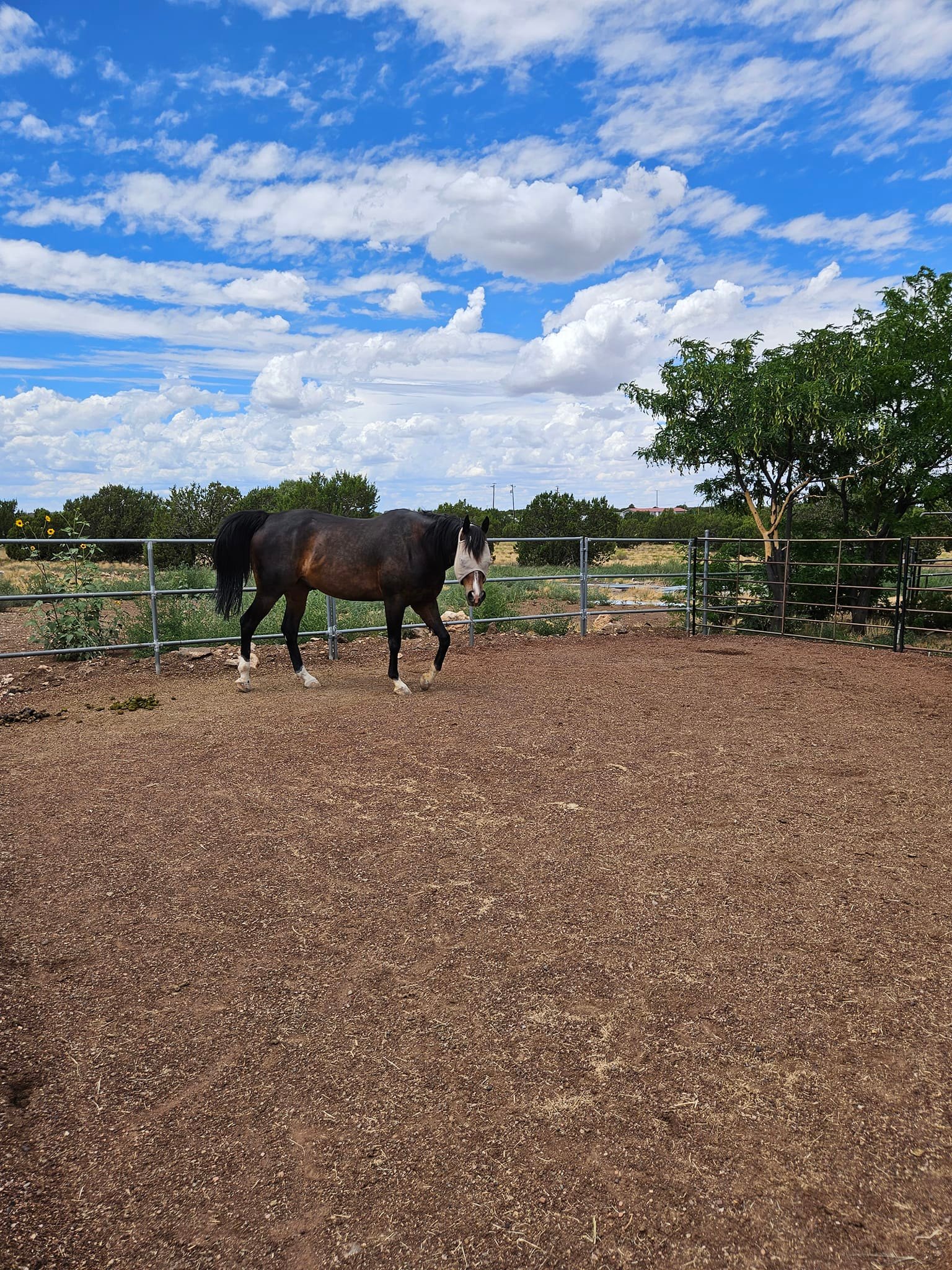 Rocking C Ranch horse boarding | Facebook