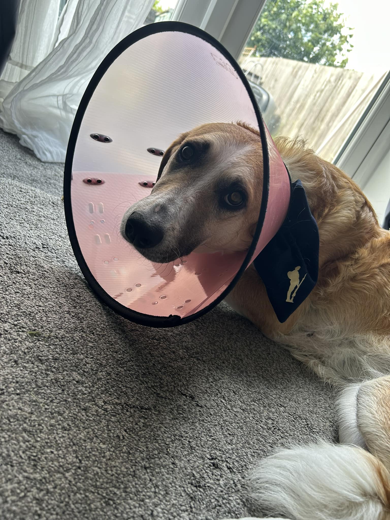 Cones stop dog from chewing groomer