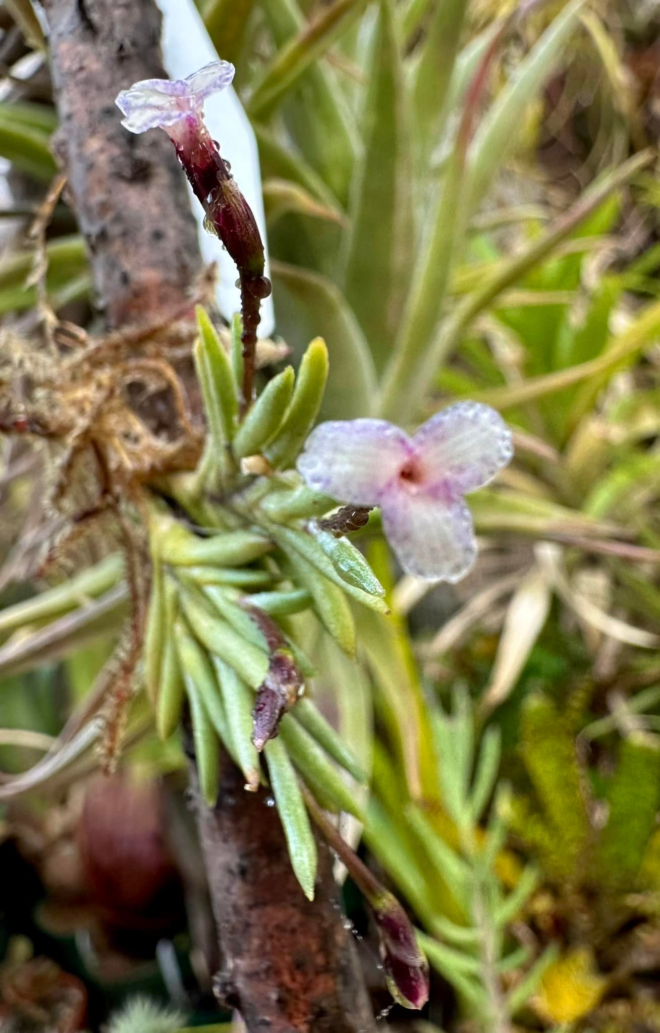 Tillandsia capillaris 'rose flower' species overview