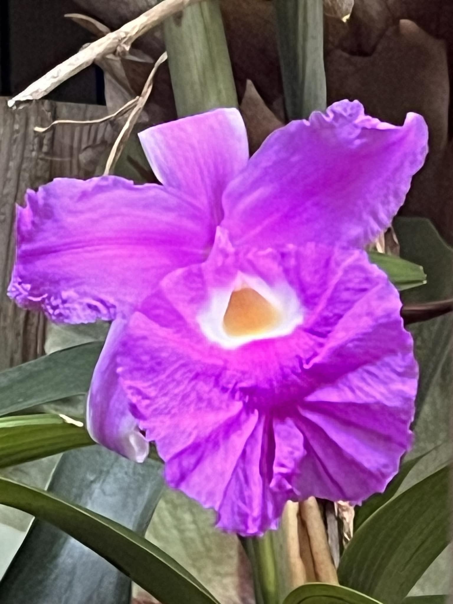 Sobralia macrantha orchids at San Francisco's Conservatory of Flowers