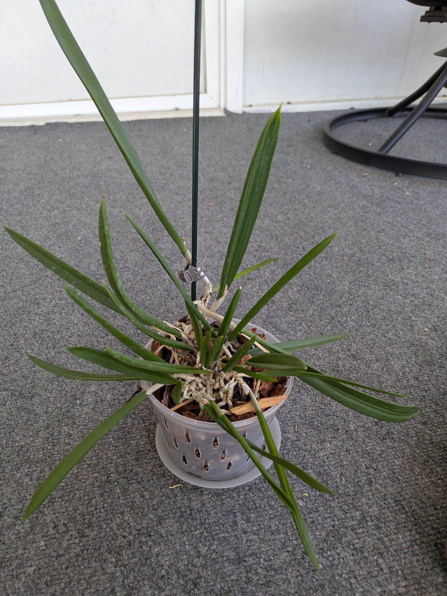 How to care for a Brassavola orchid with dark green leaves?