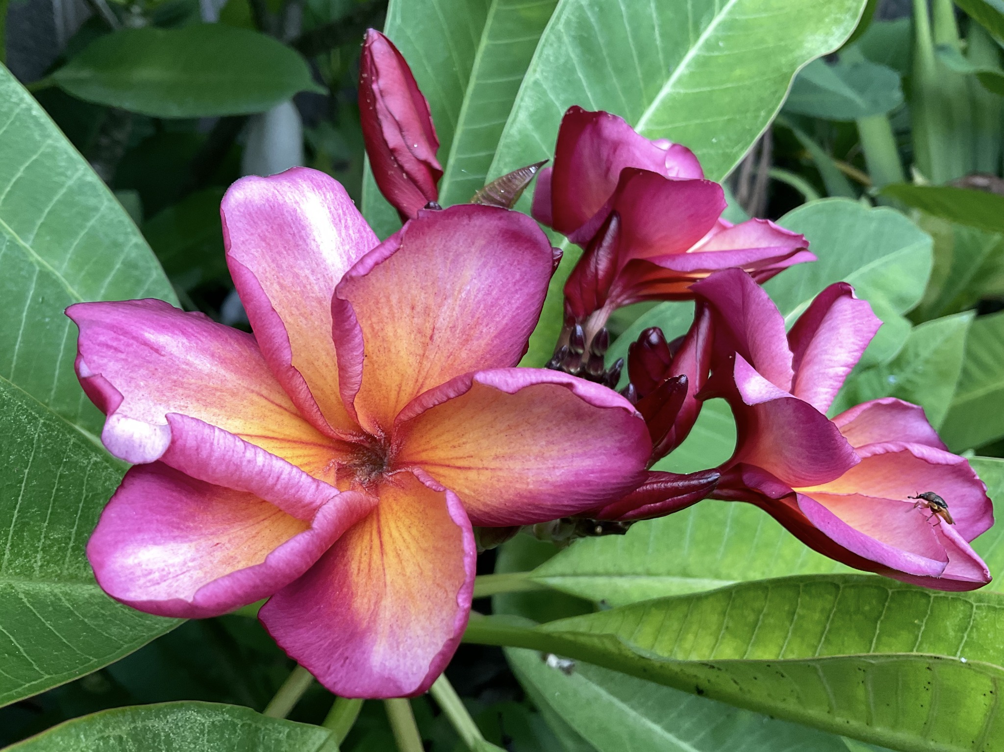 Purple Jade Dragon plumeria plant