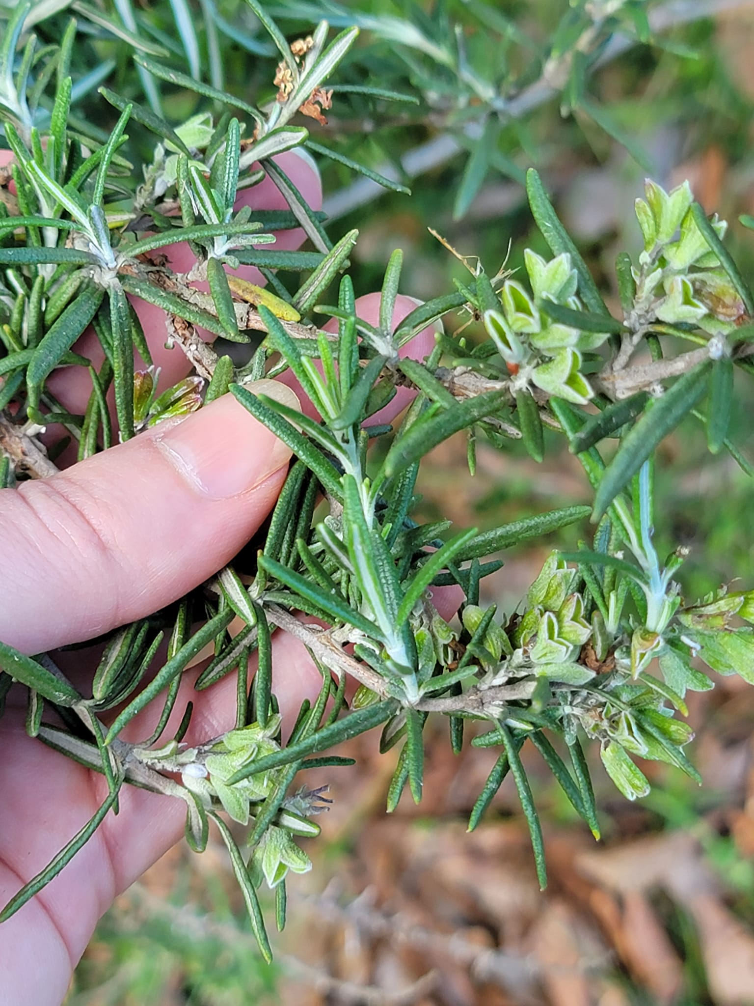 What is this rosemary-smelling bush in Piedmont, South Carolina?