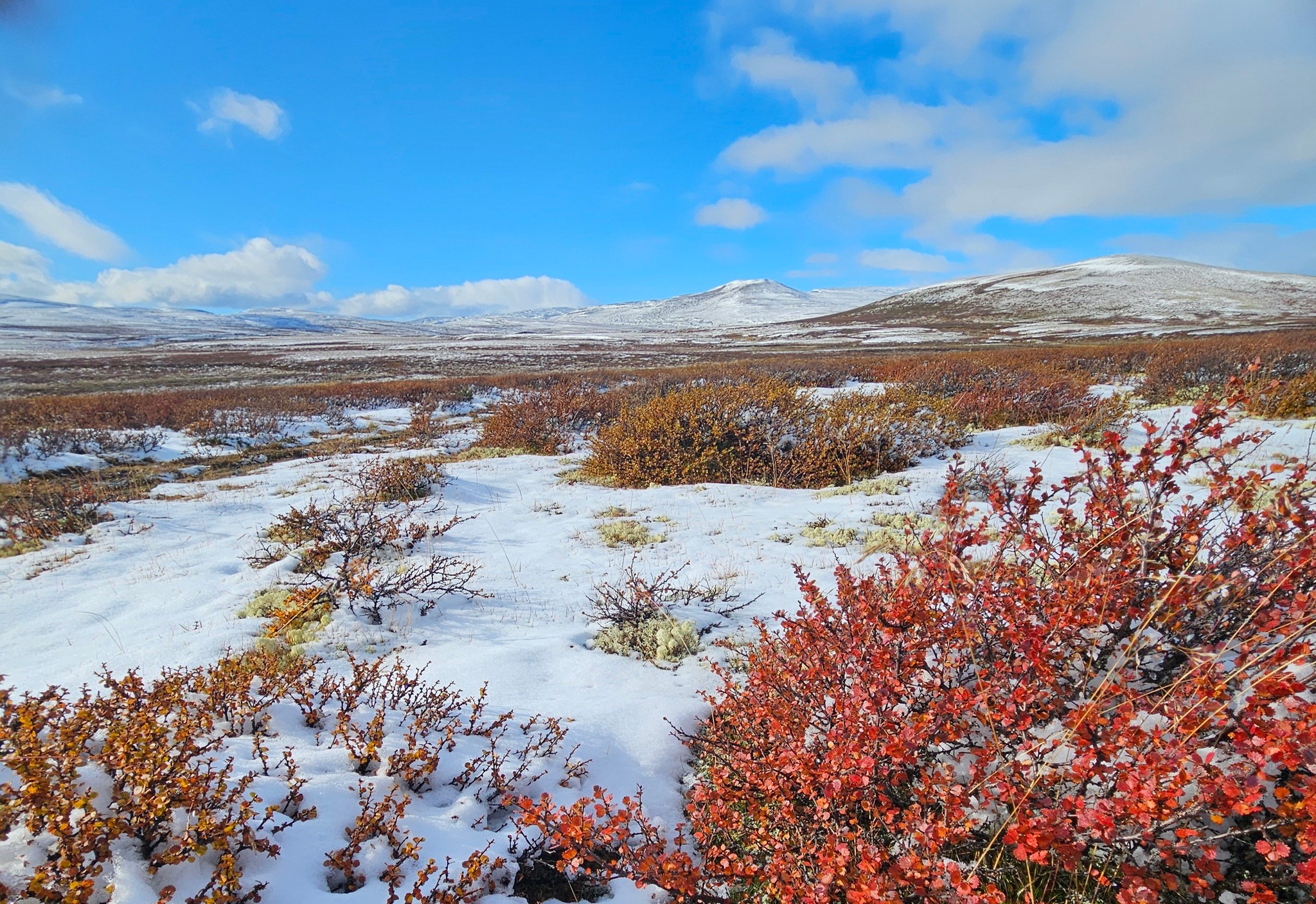 Værbitt | Vakkert er det iallfall, med nysnø og fargerik fjellbørk ...