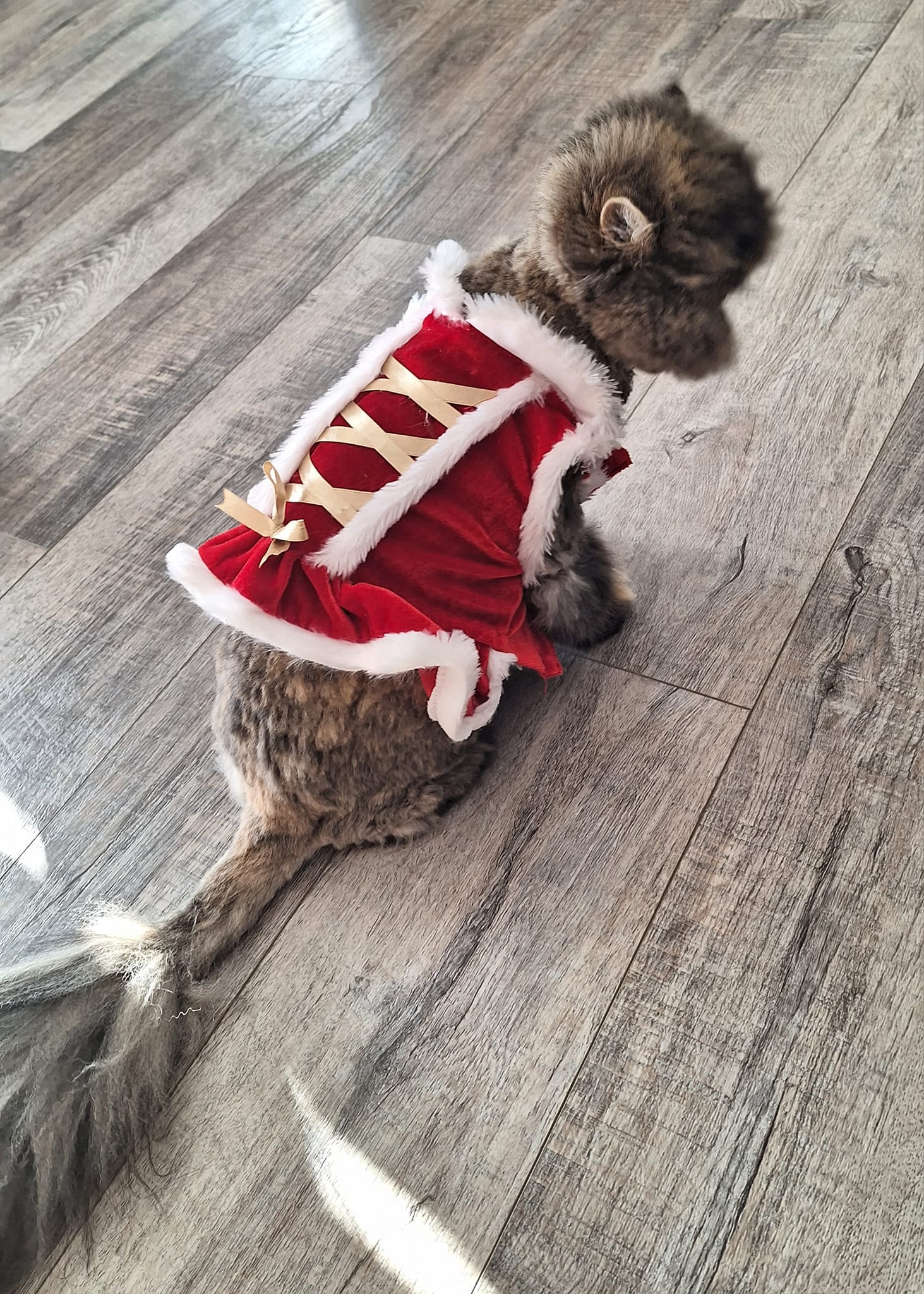 christmas kitten dress My baby's XMas is too small! She got it when she was a Sphynx