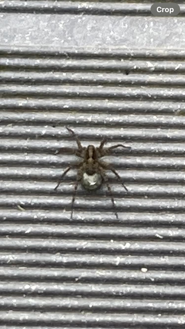 Kindly assist with ID on this very speedy spider