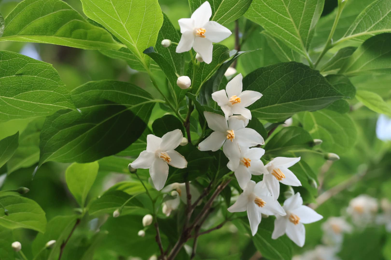 エゴノキ（和名） Snowbell（英名） たくさんの白い花をつけています 