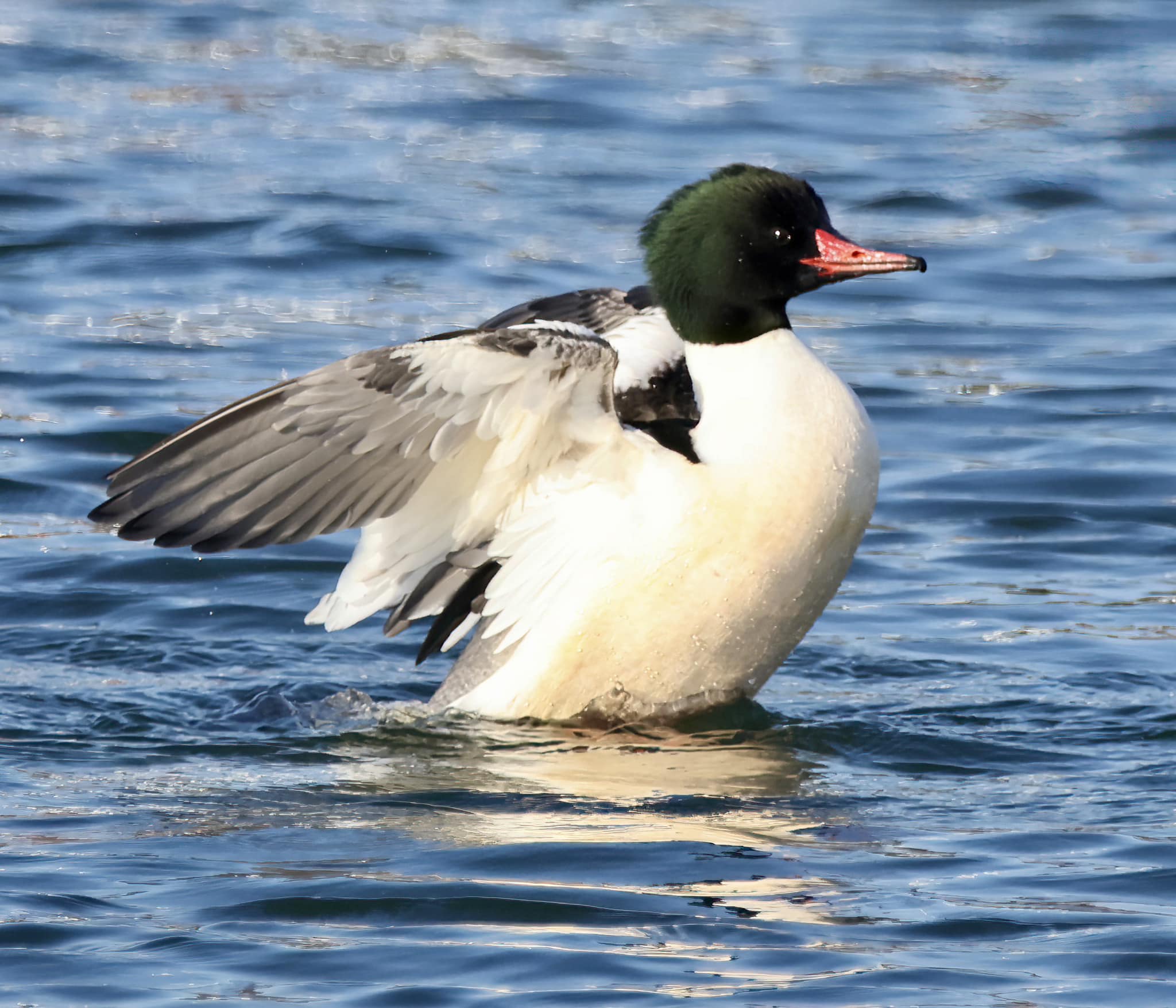 Common Merganser Drake